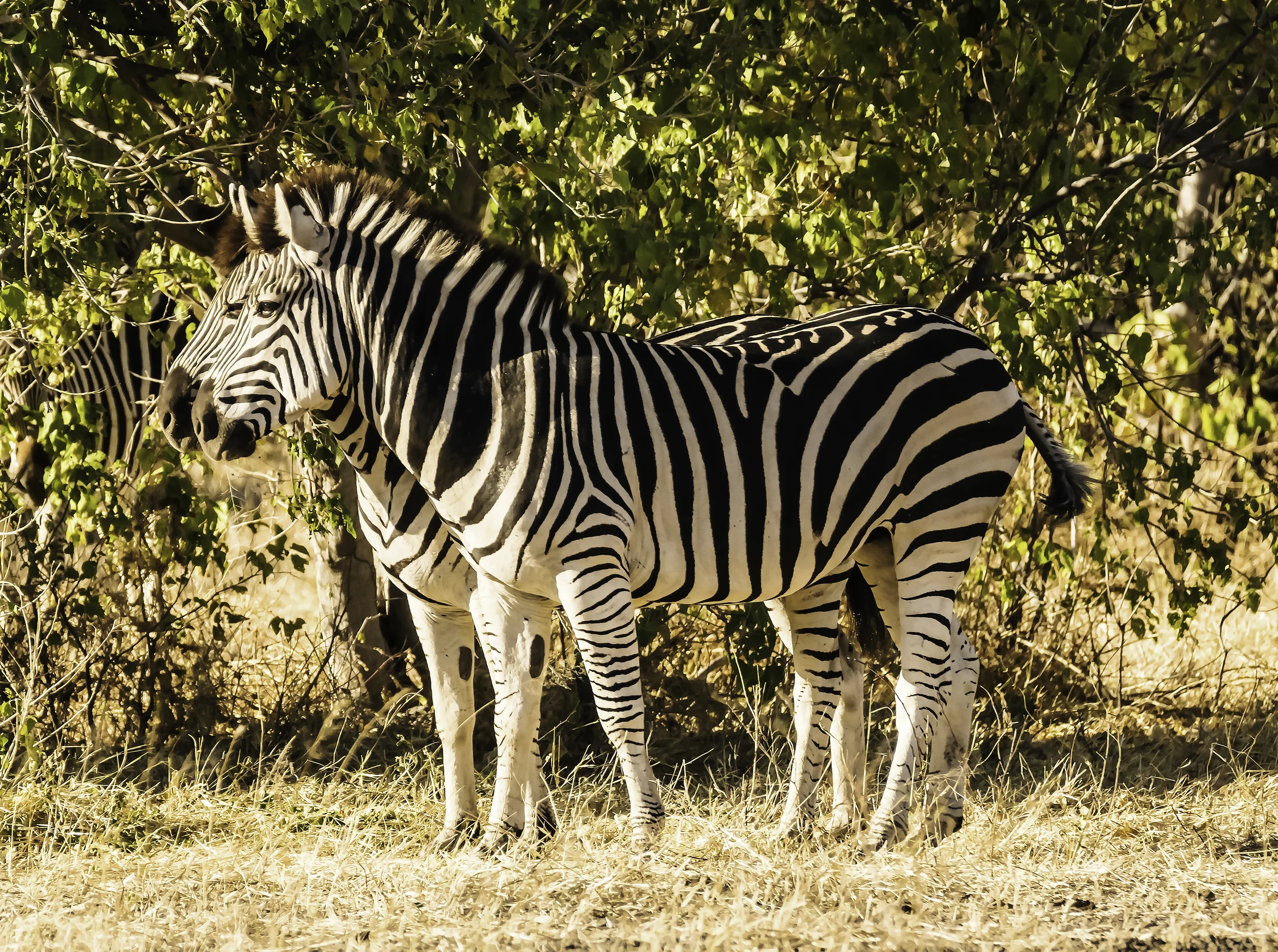 Two Zebras, Zambia