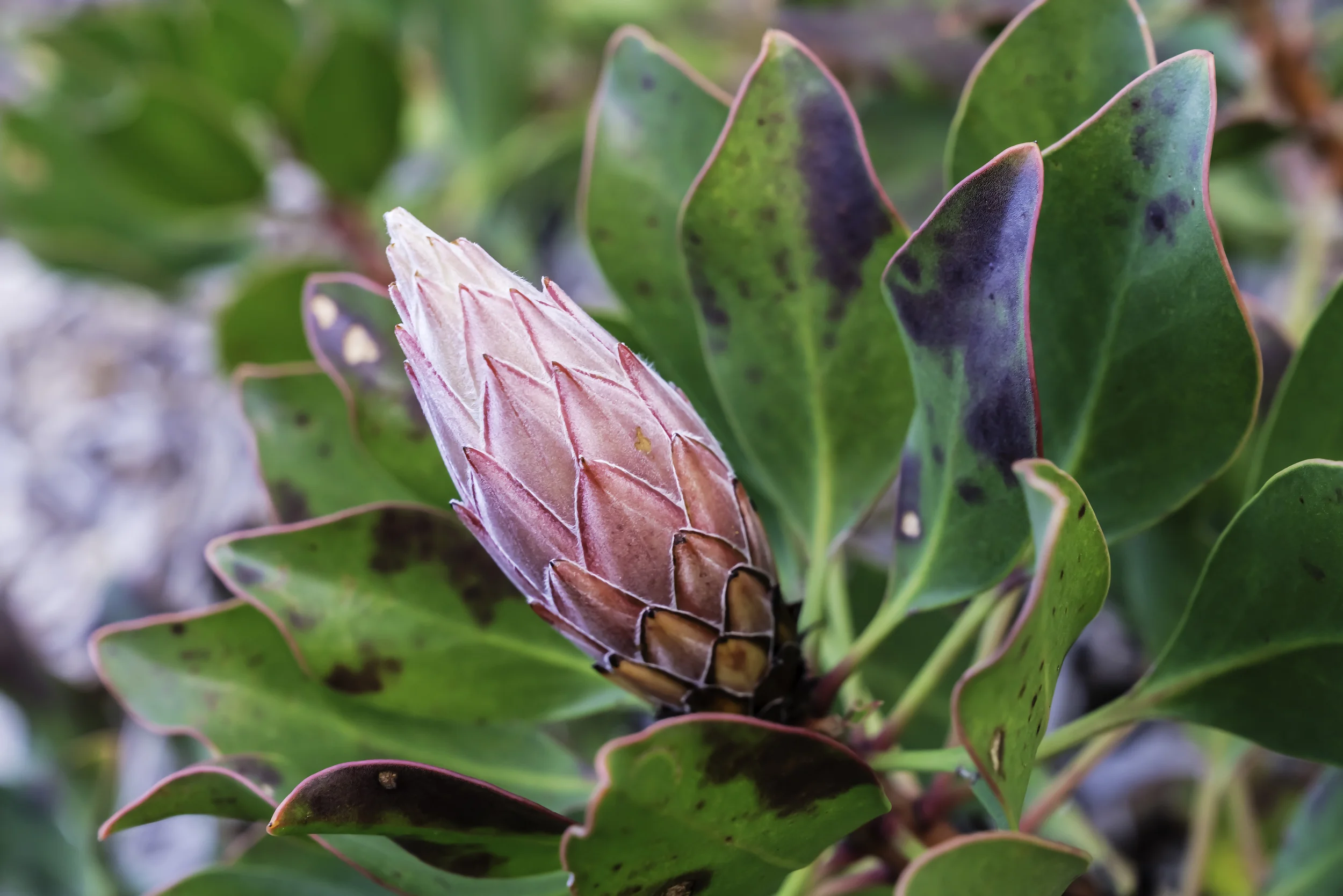 Bud of Protea flower