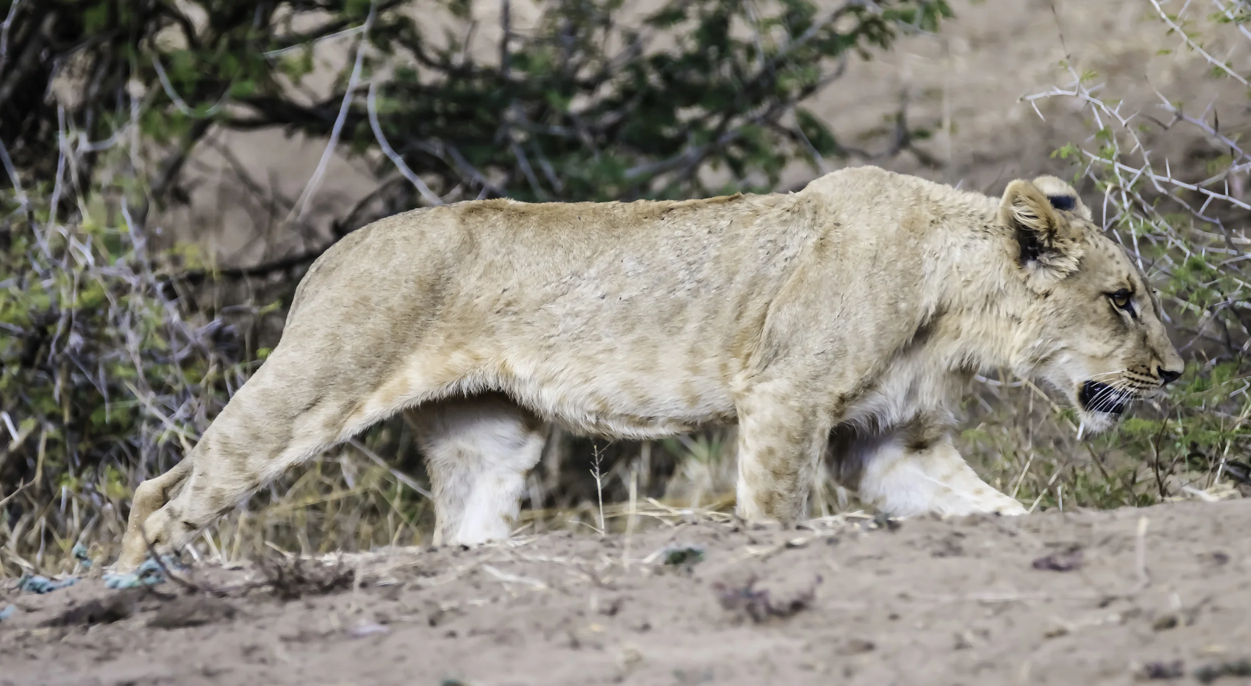 Slinking Lion