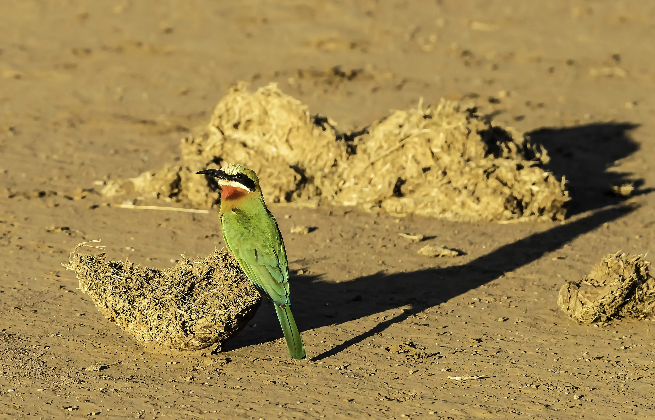 White fronted bee eater, early morning