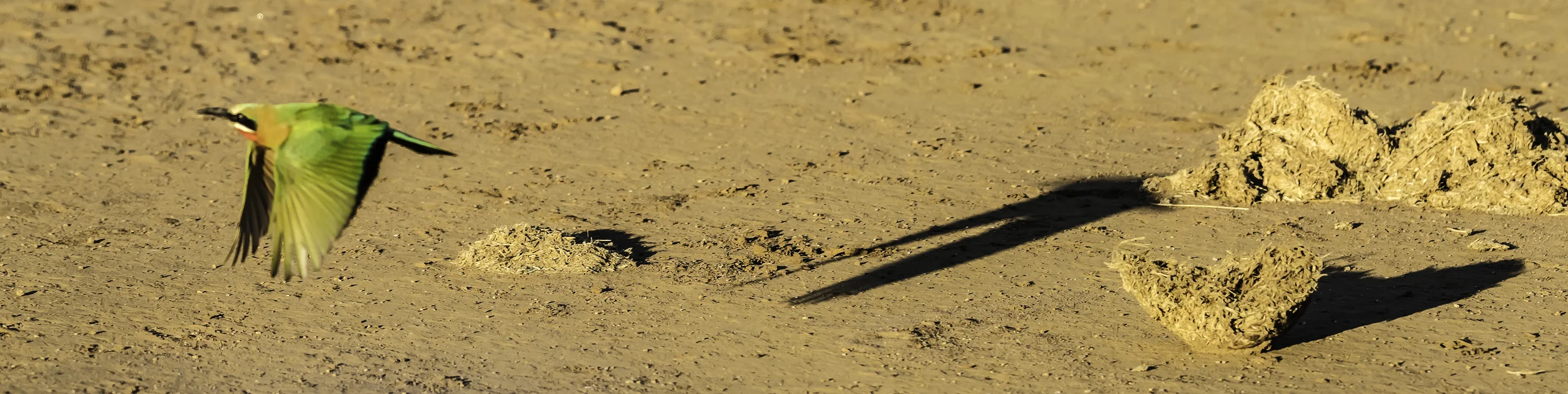 White fronted Bee Eater in flight near day break