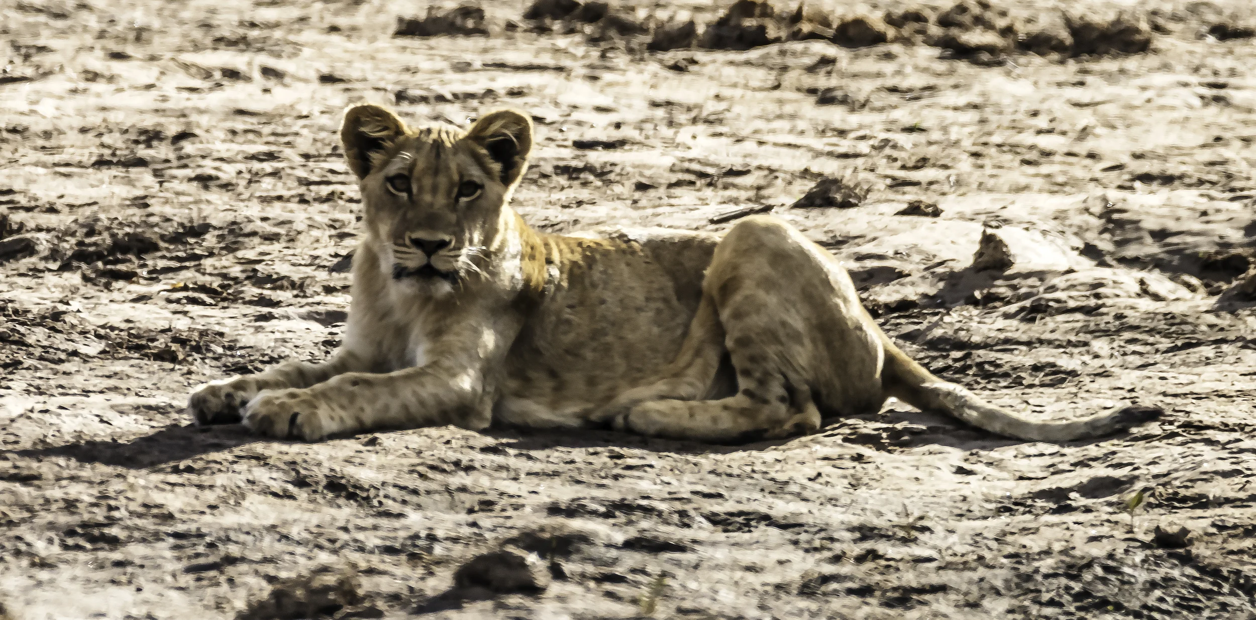 Lion cub watching us