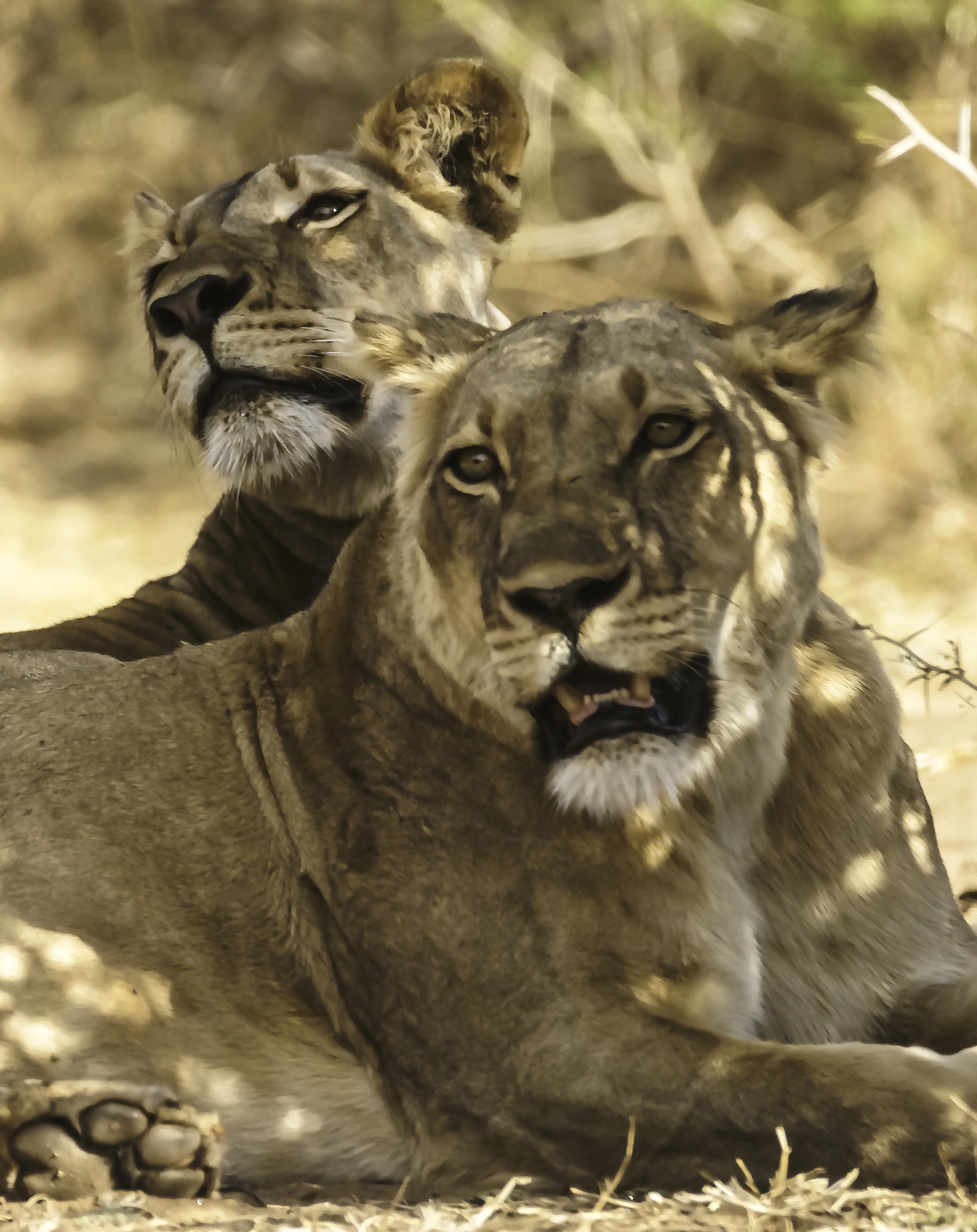 Portrait of two Lions