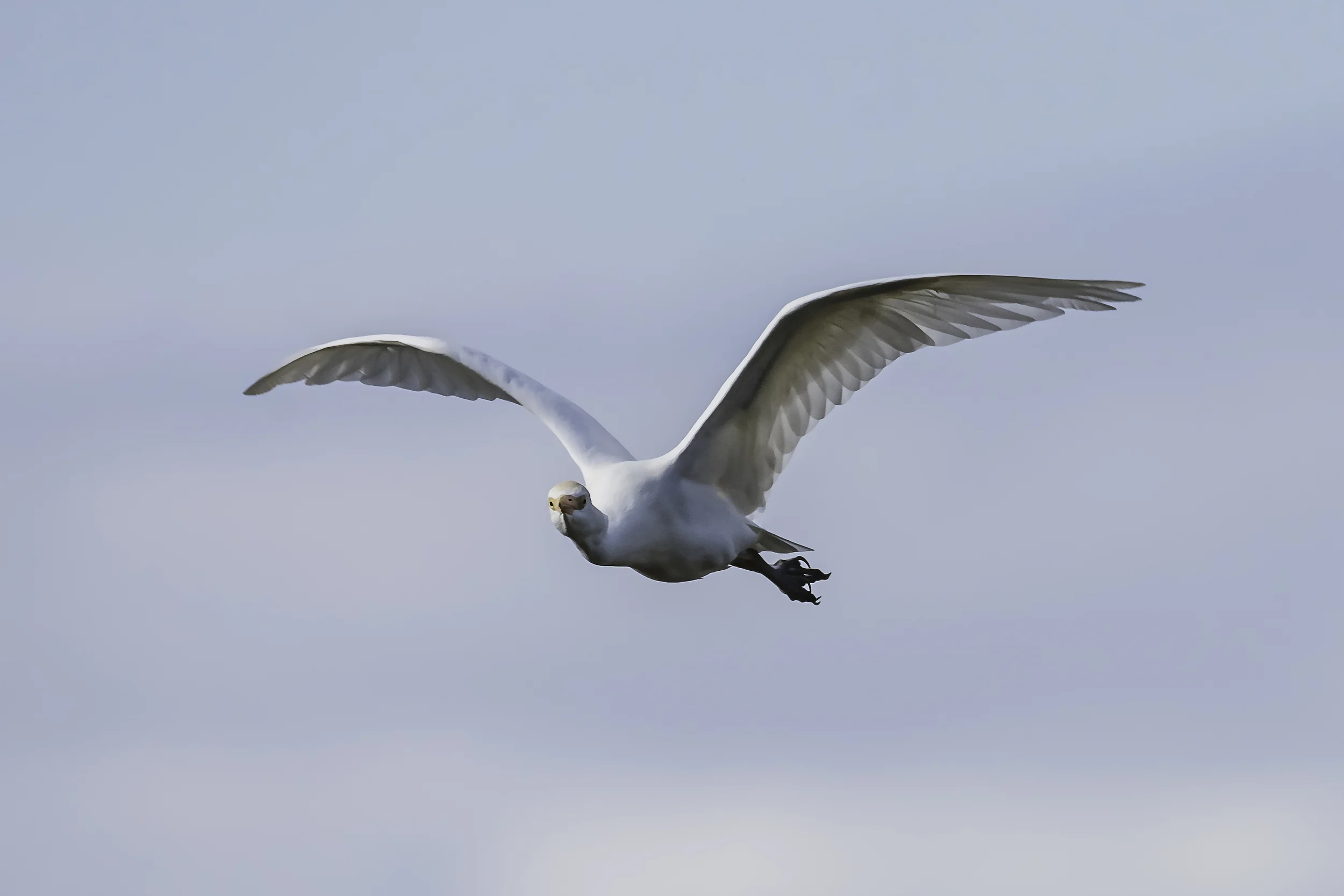 Egret