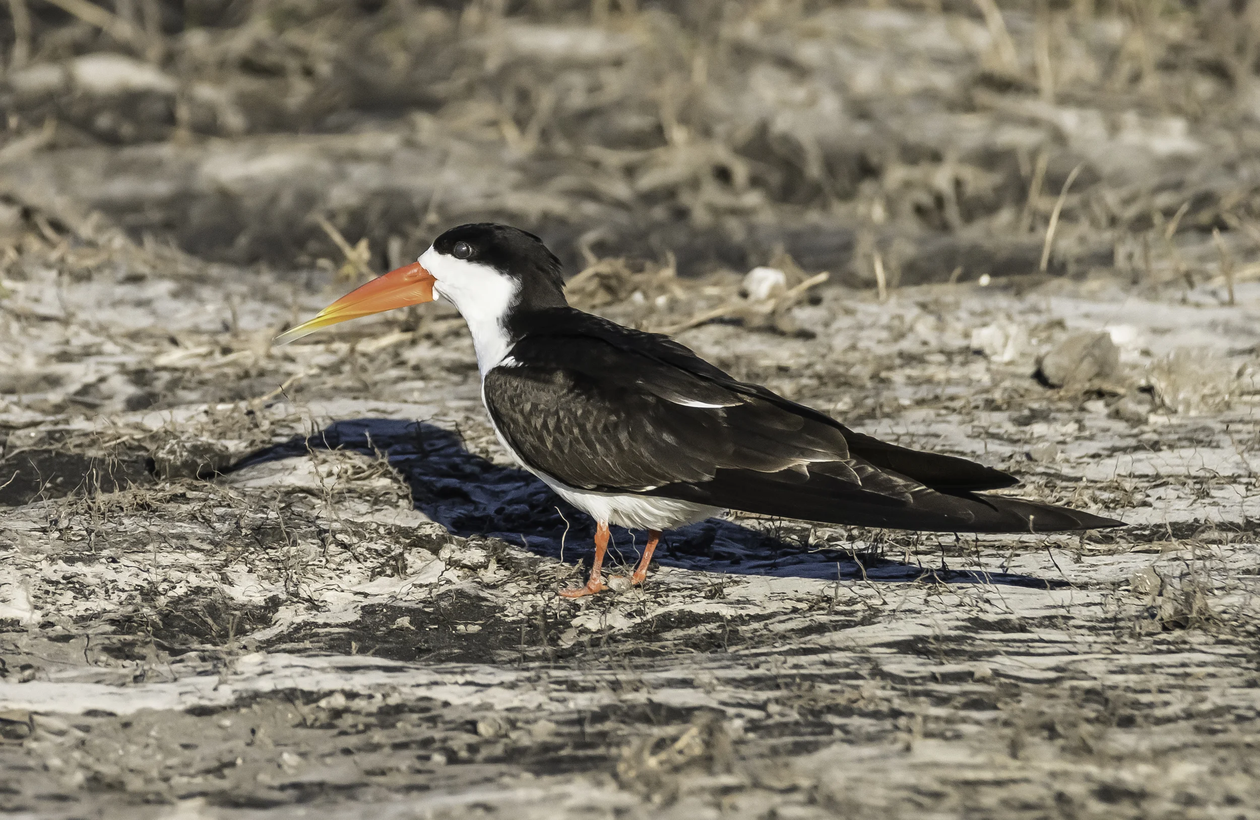 African Skimmer