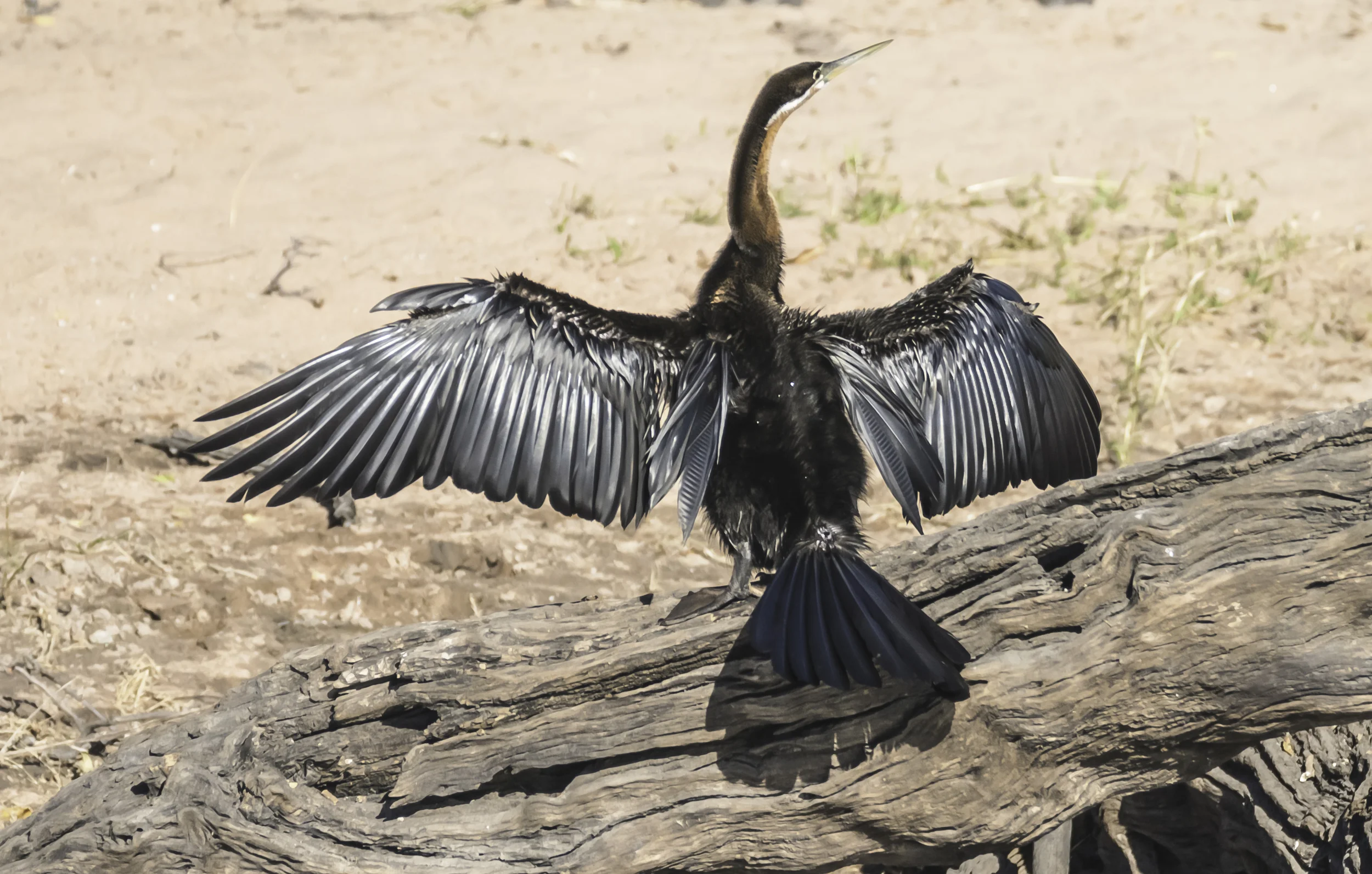 African Darter drying its wings