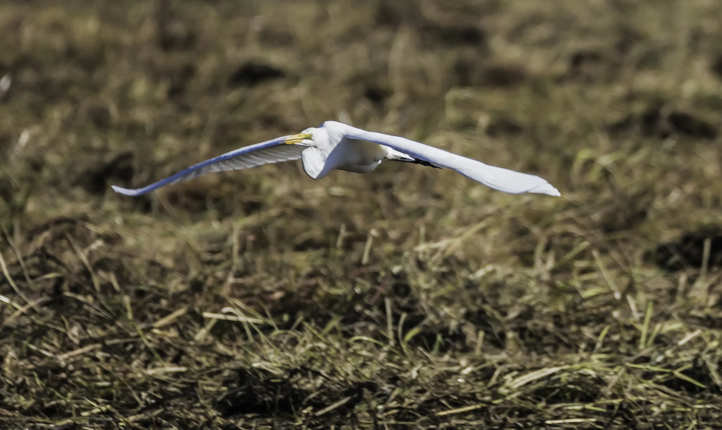 Yellow billed stork in flight