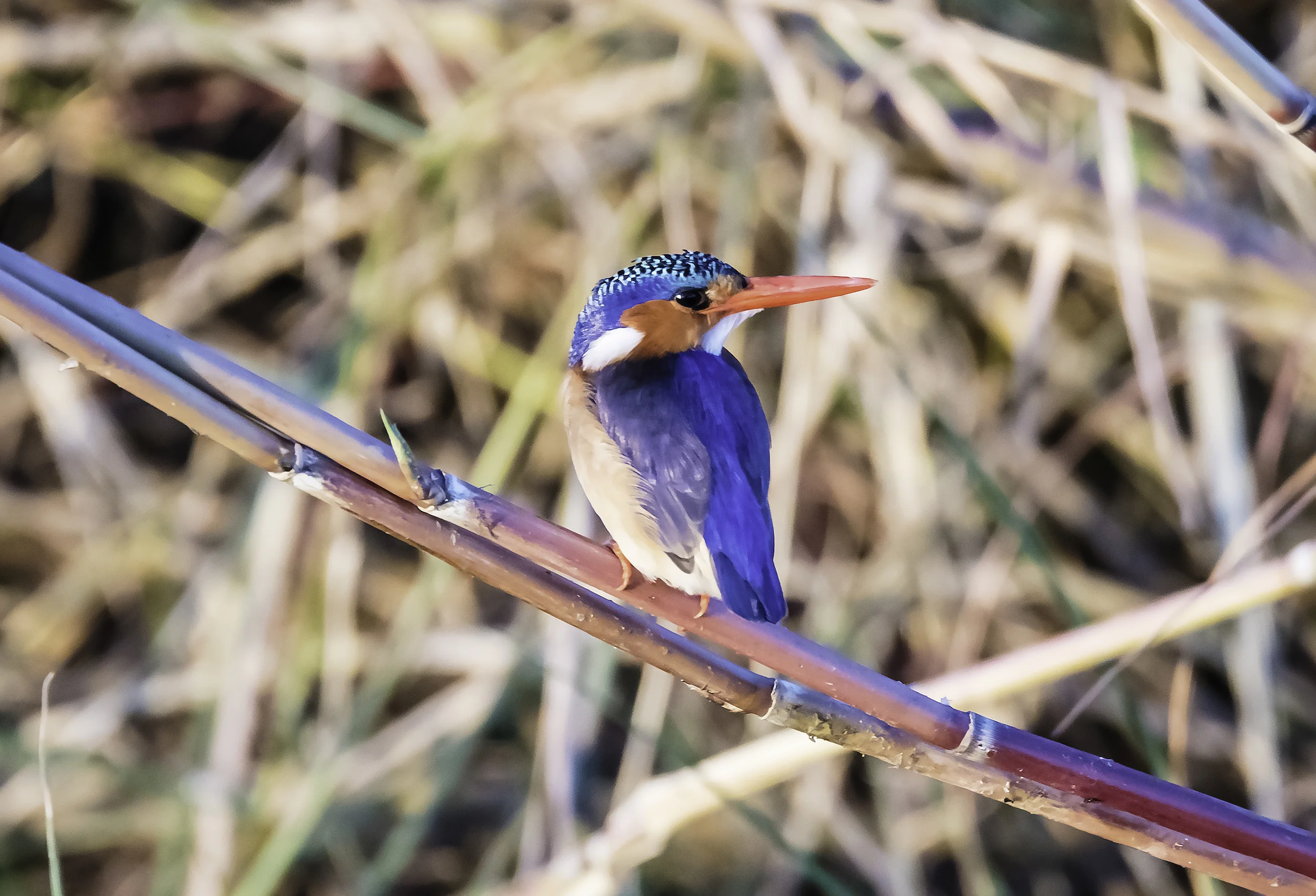 Malachite Kingfisher (very small)