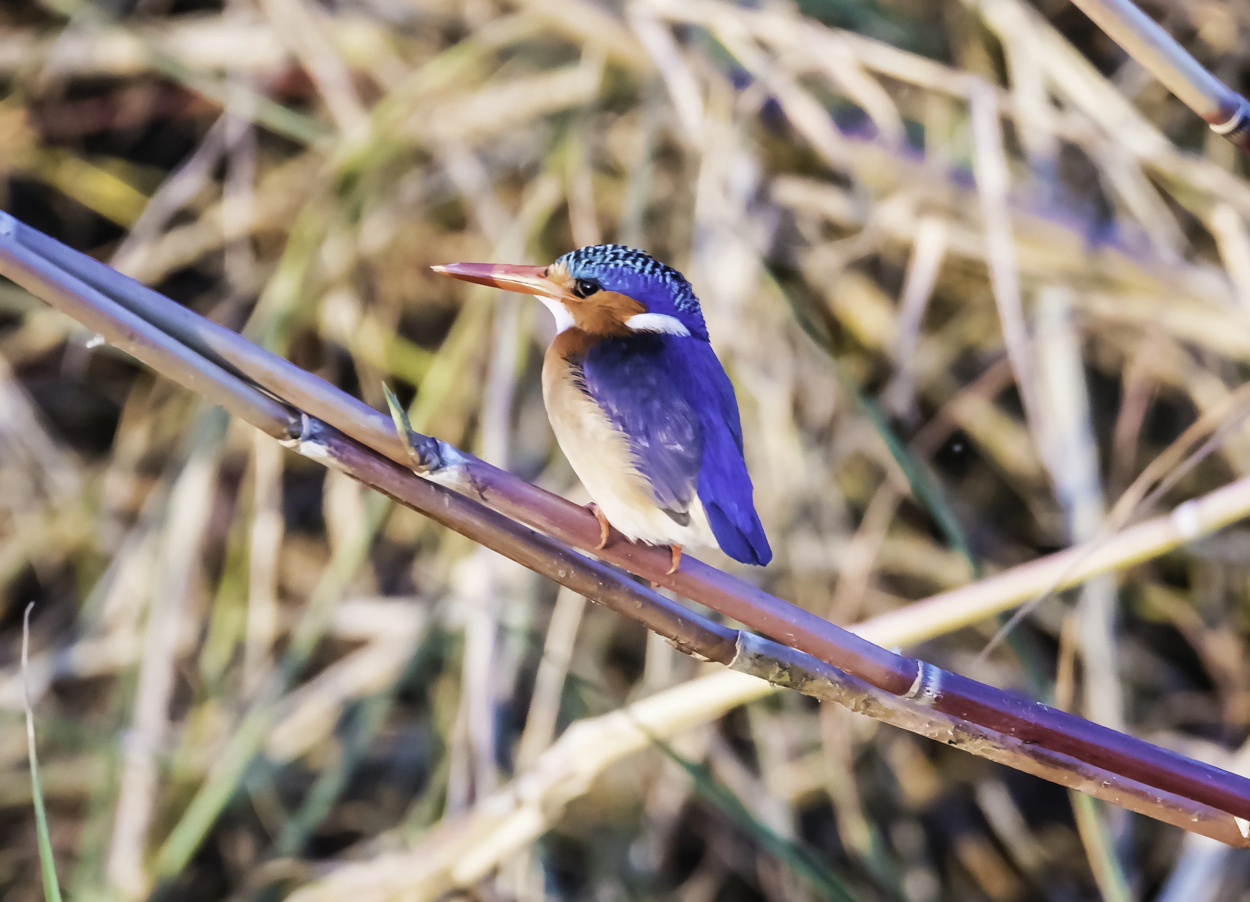 Malachite kingfisher (very small)