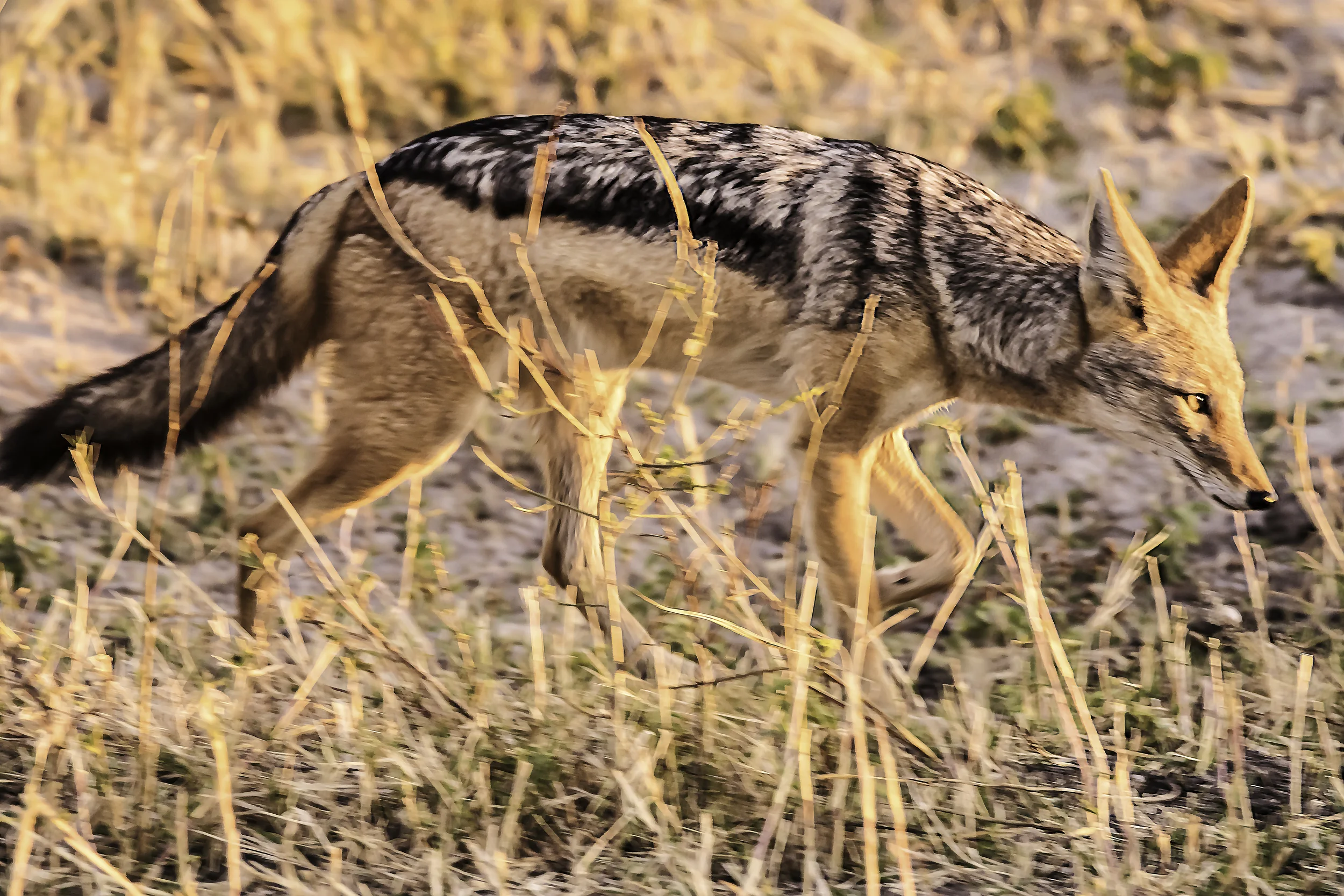 Jackal at sun up