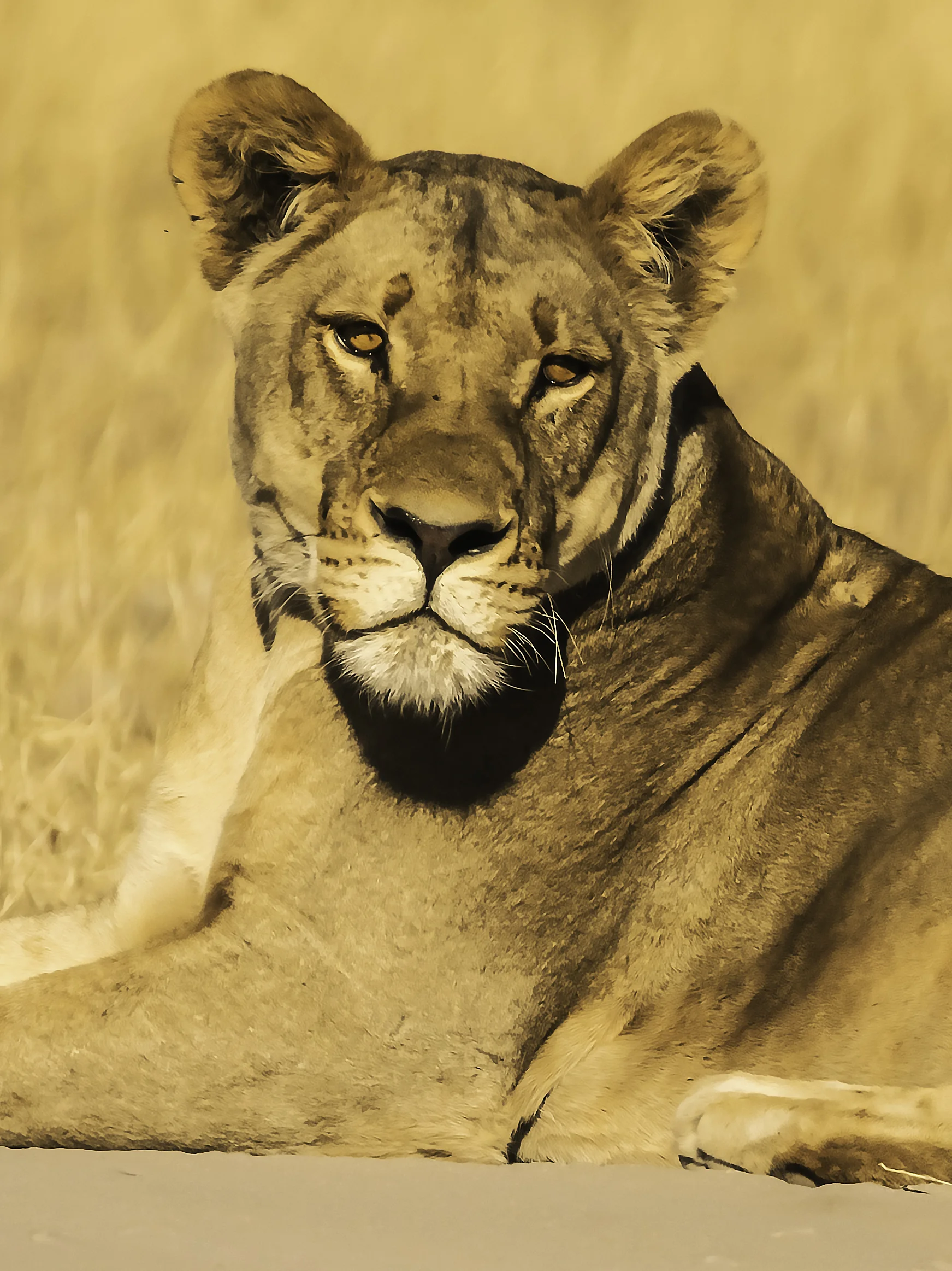 Lioness