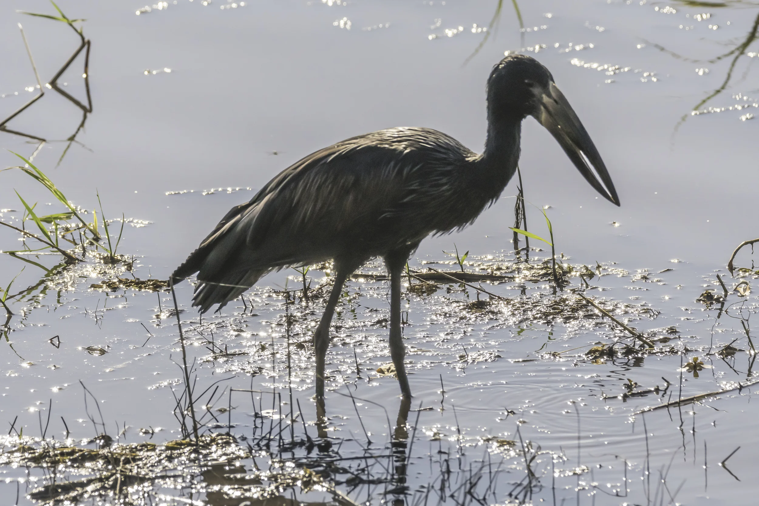 Open Bill Stork.jpg