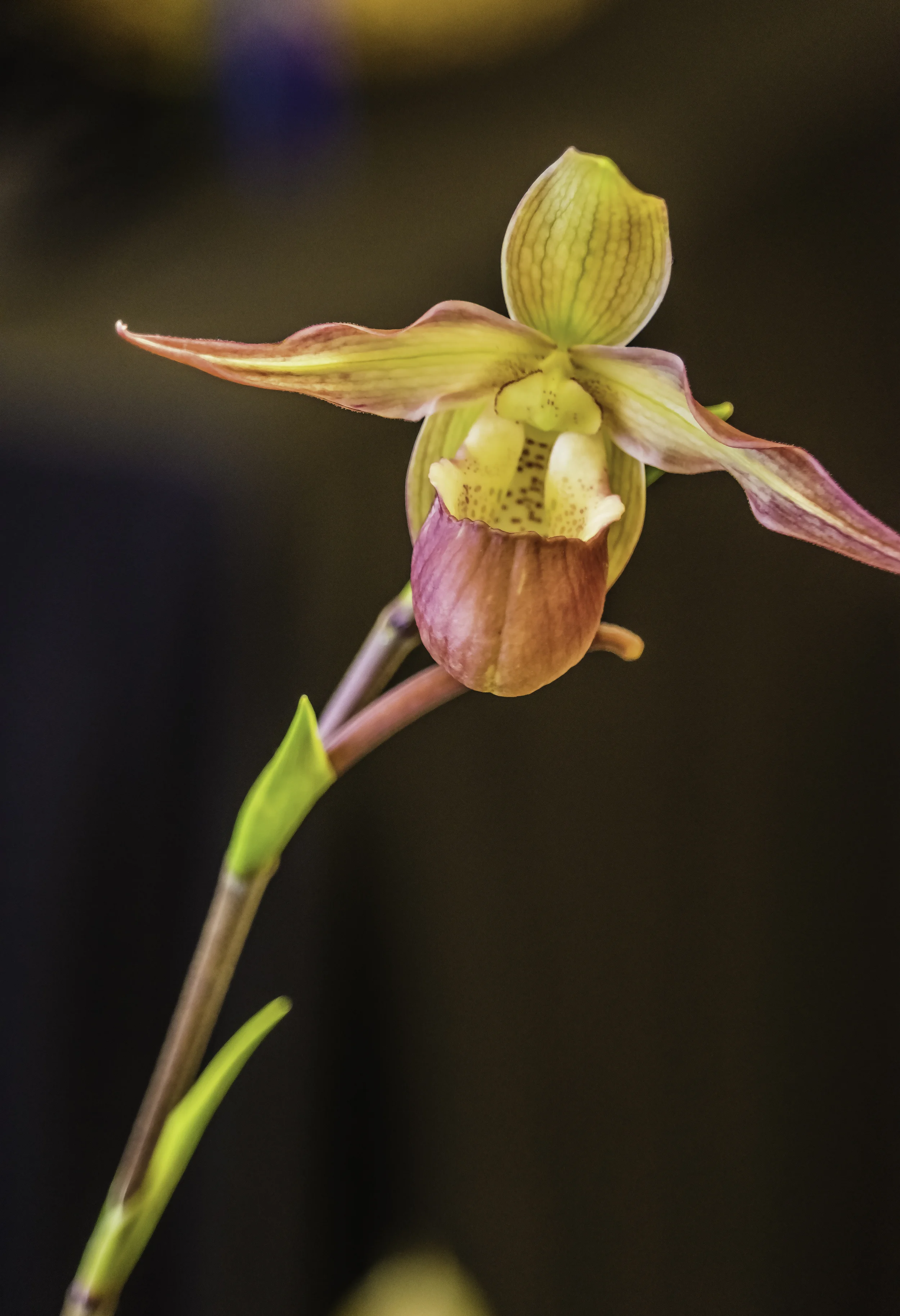 Orchid and stem.jpg