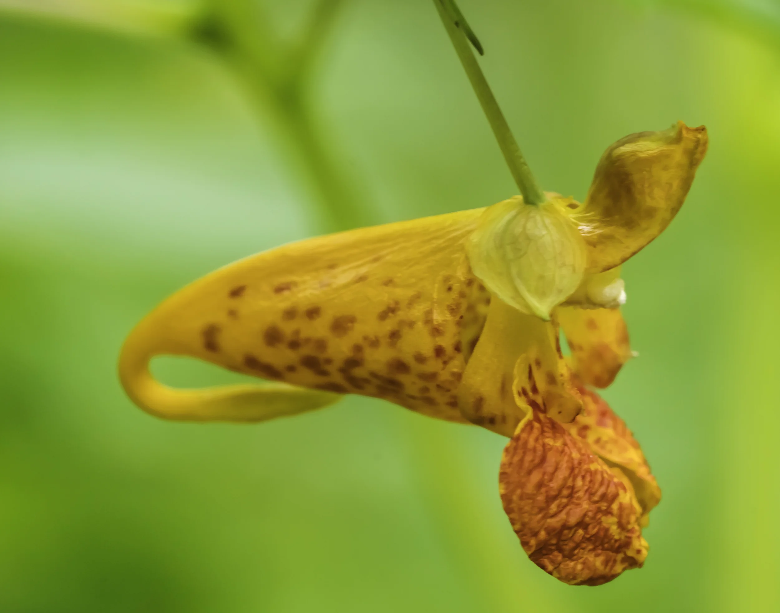 Strange Wildflower Side View.jpg