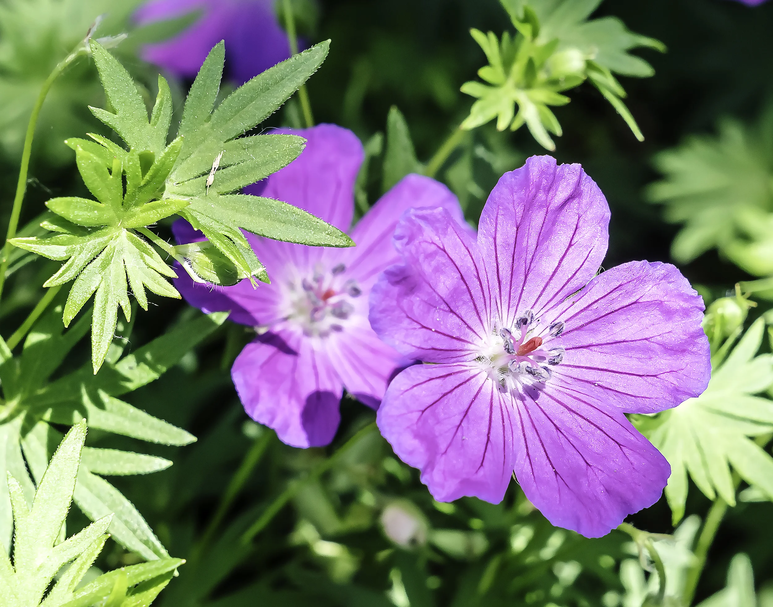 Five Petals.jpg