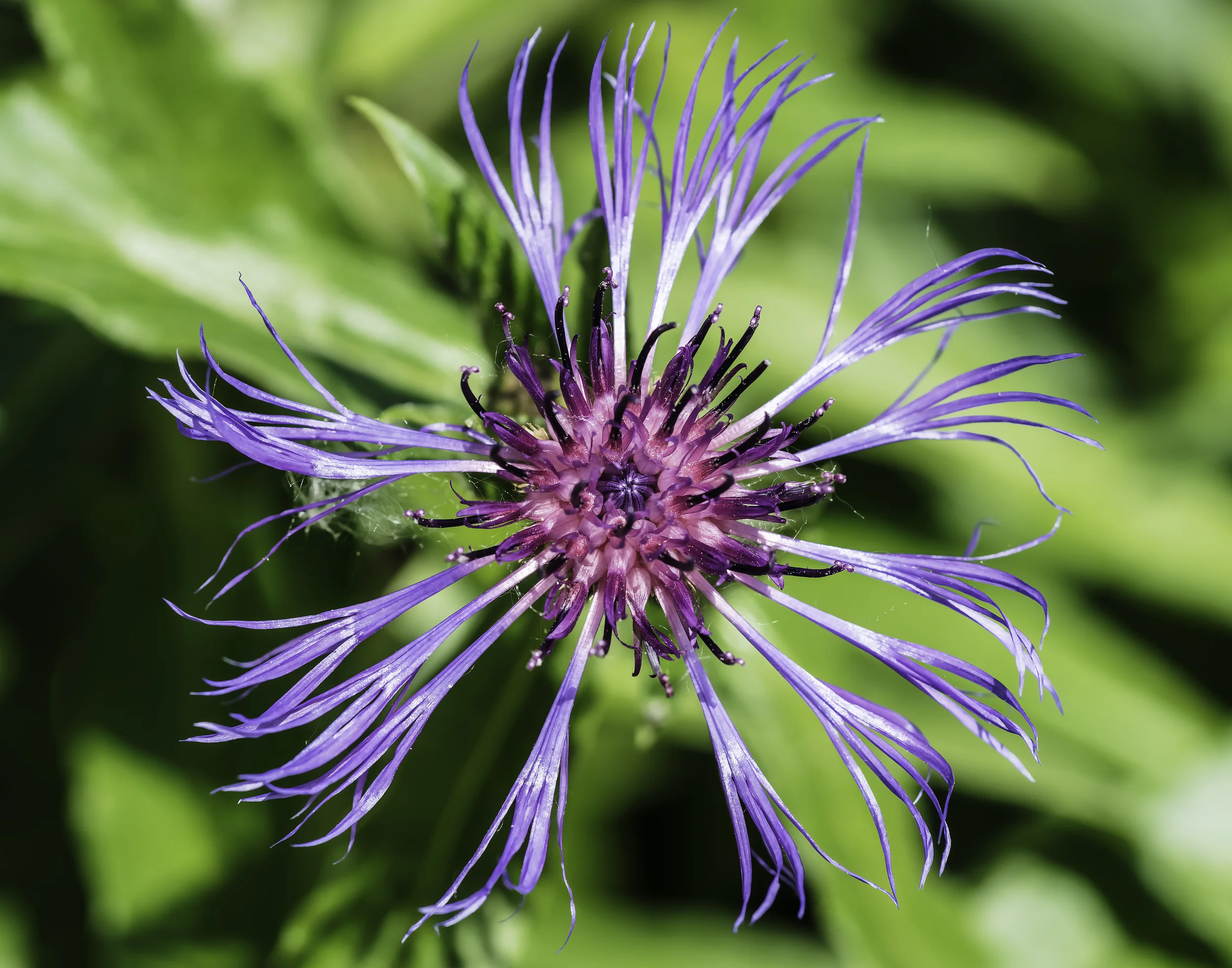 Name this Blue Flower.jpg