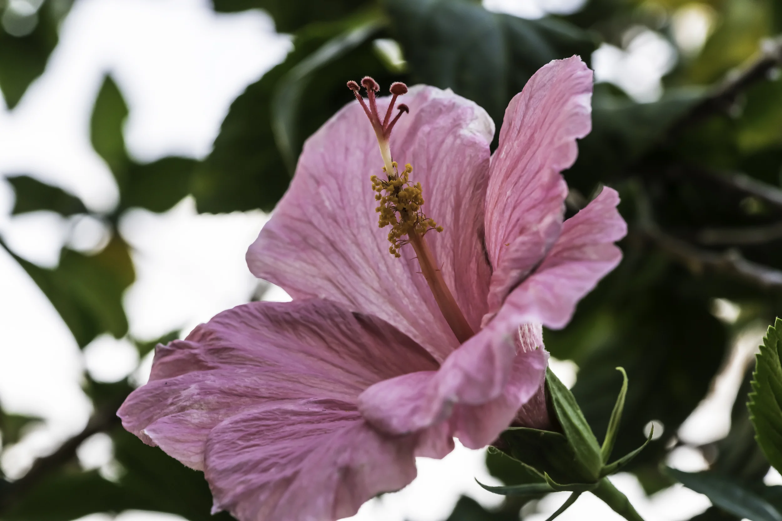 Hibiscus?