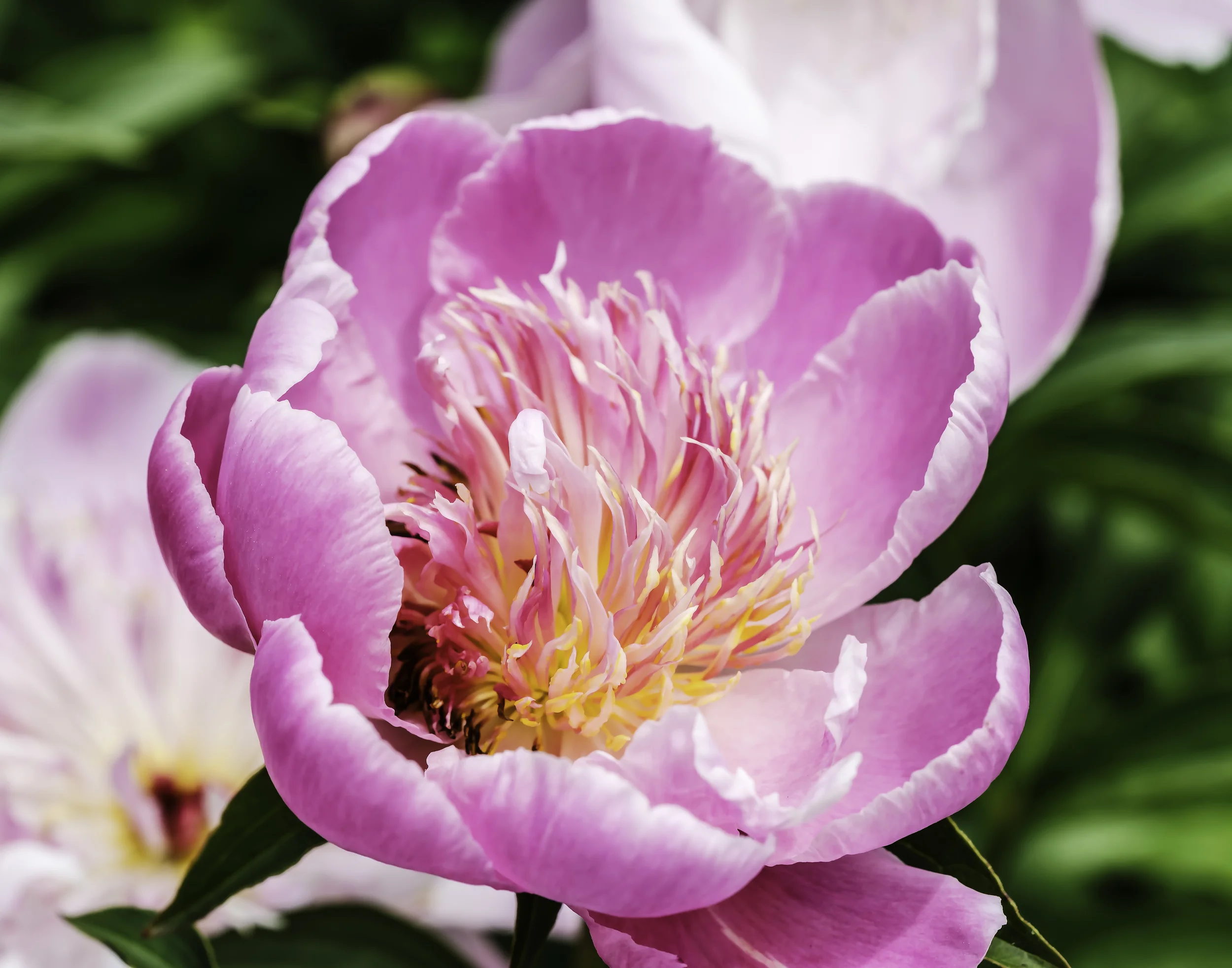 Pink Peony