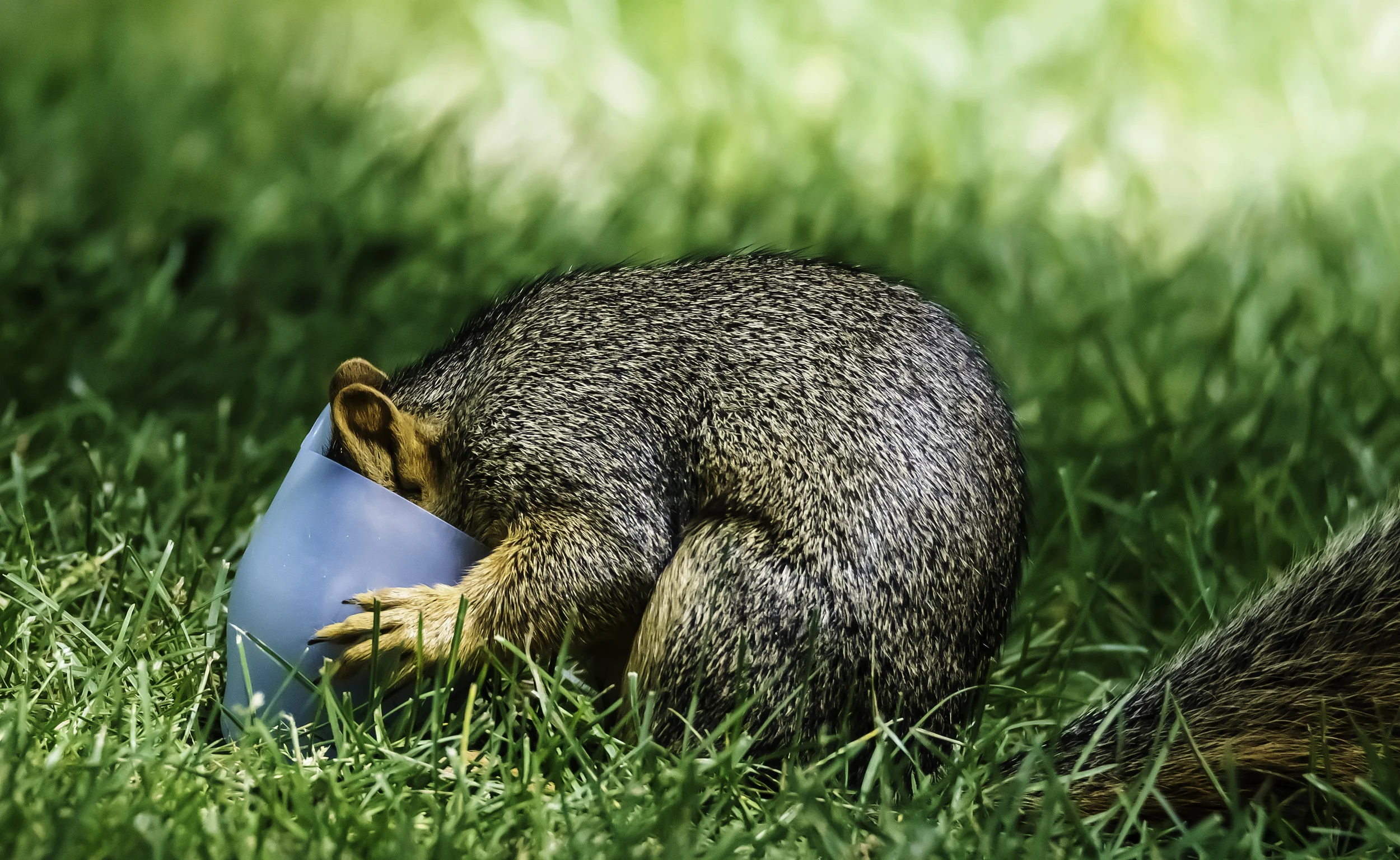 Squirrel with head buried in plastic cup