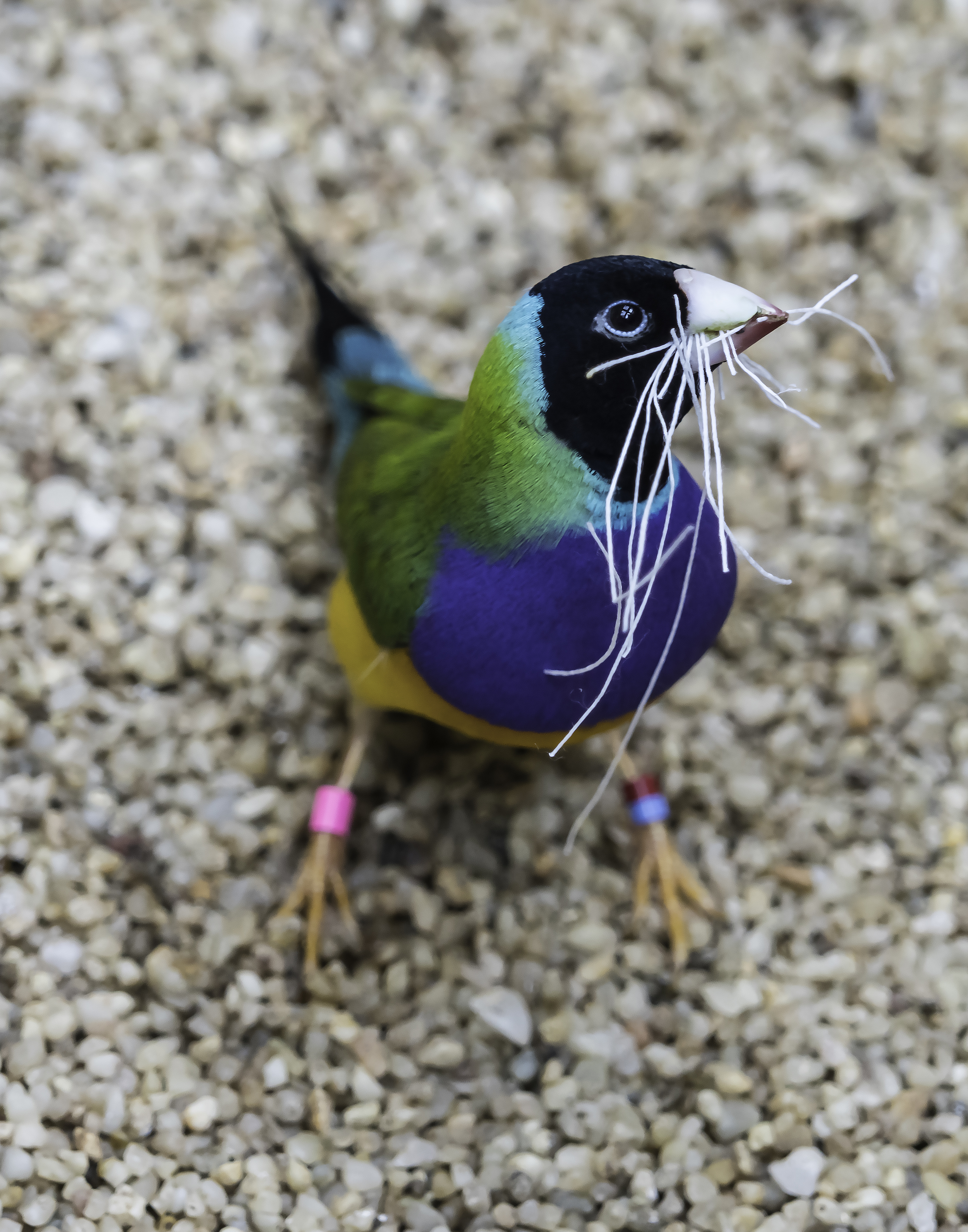 Australian Finch