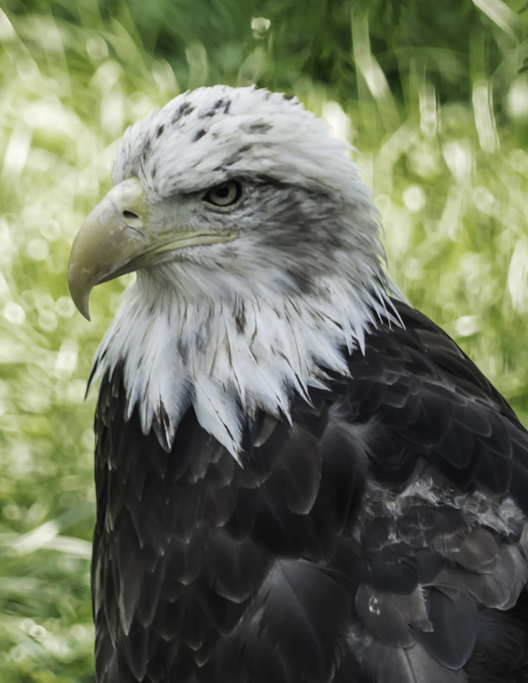 American Eagle