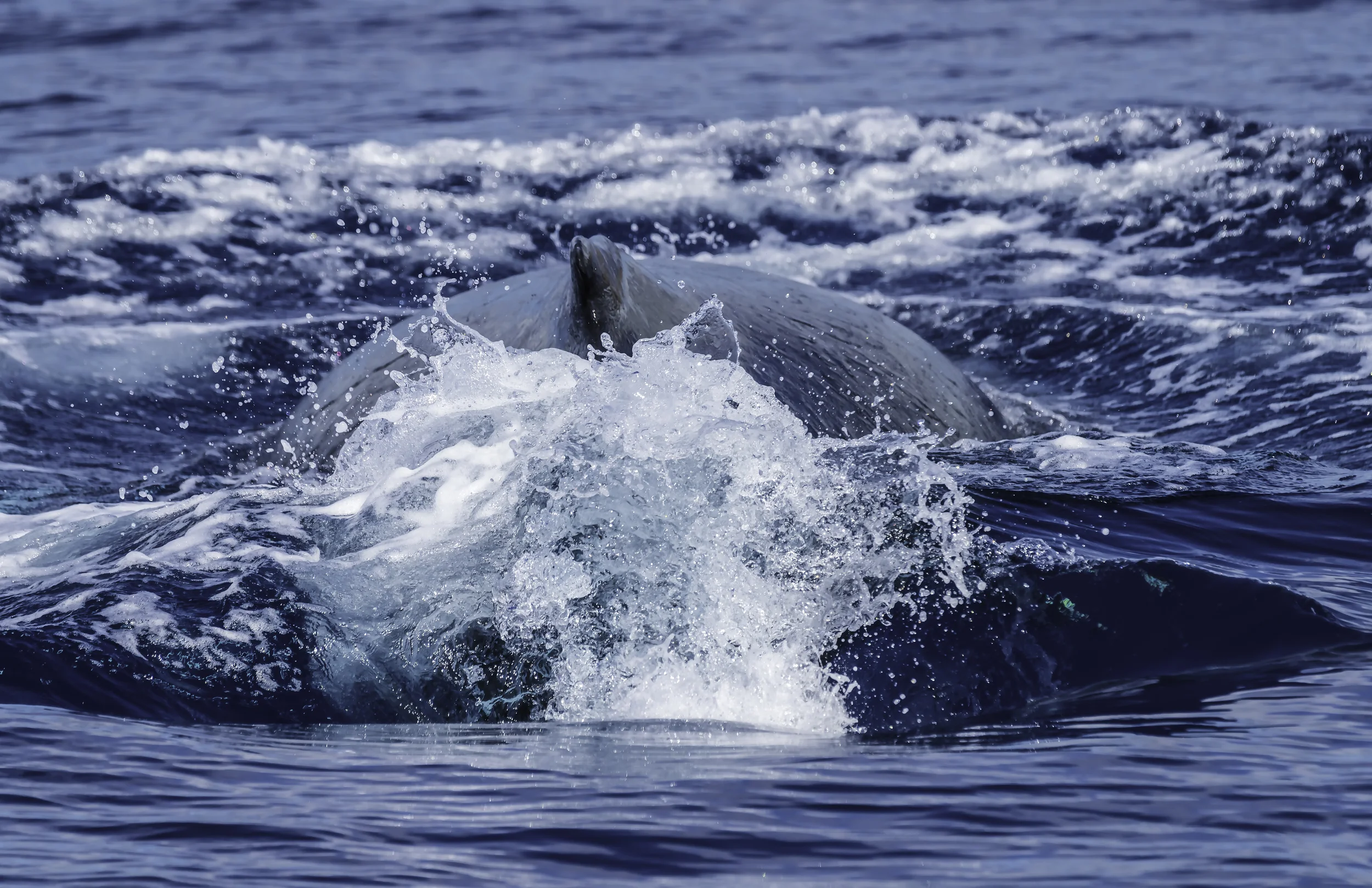 Closeup whale, off Lanai, Maui