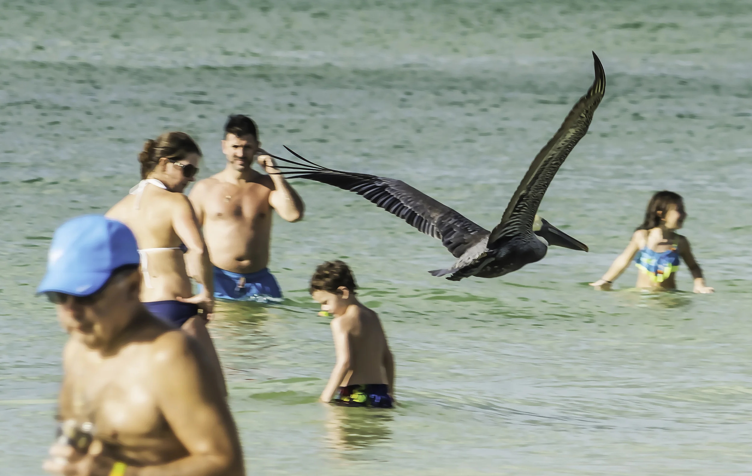 Pelican and bathers, Naples Beach