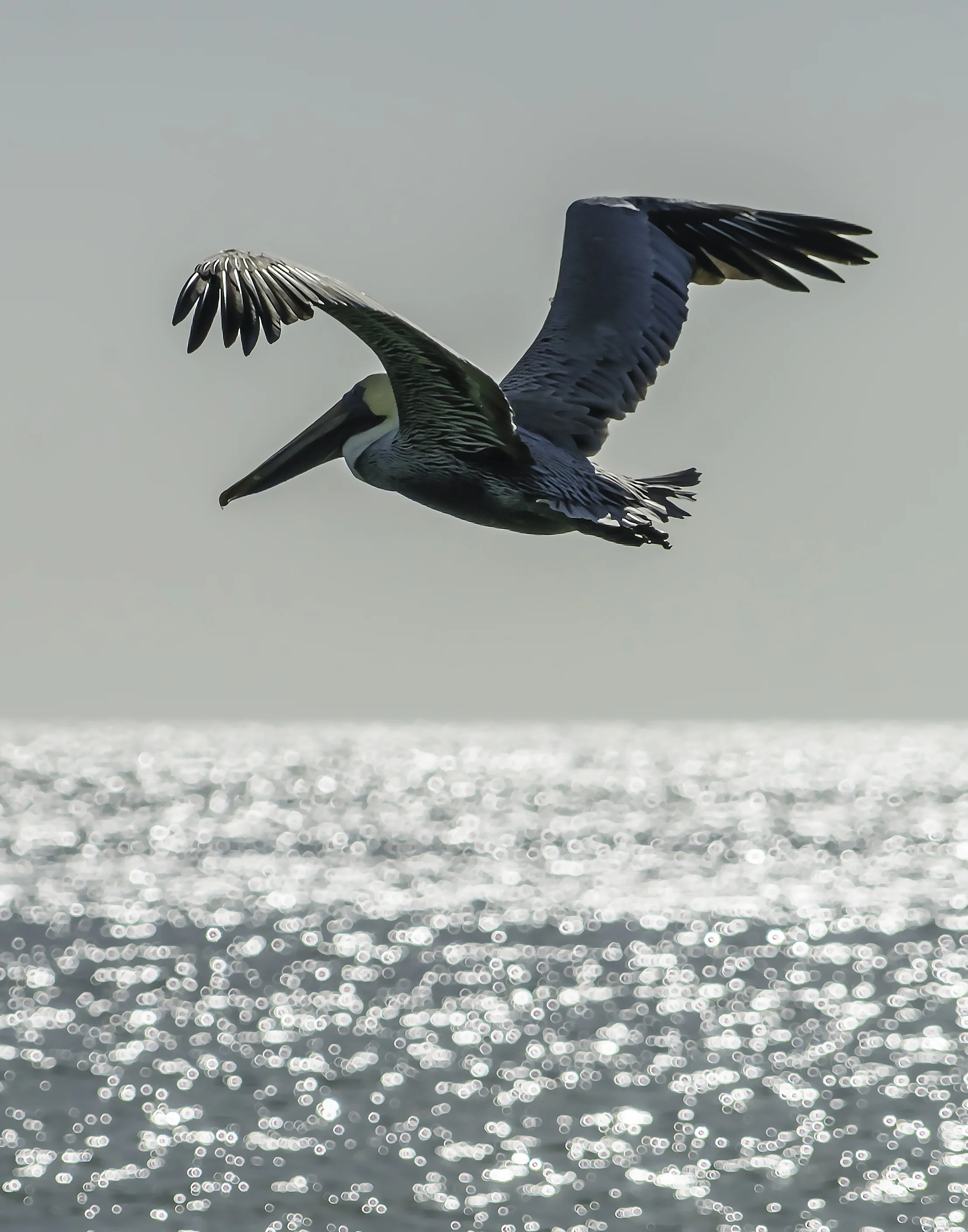 Pelican in flight, Naples, FL