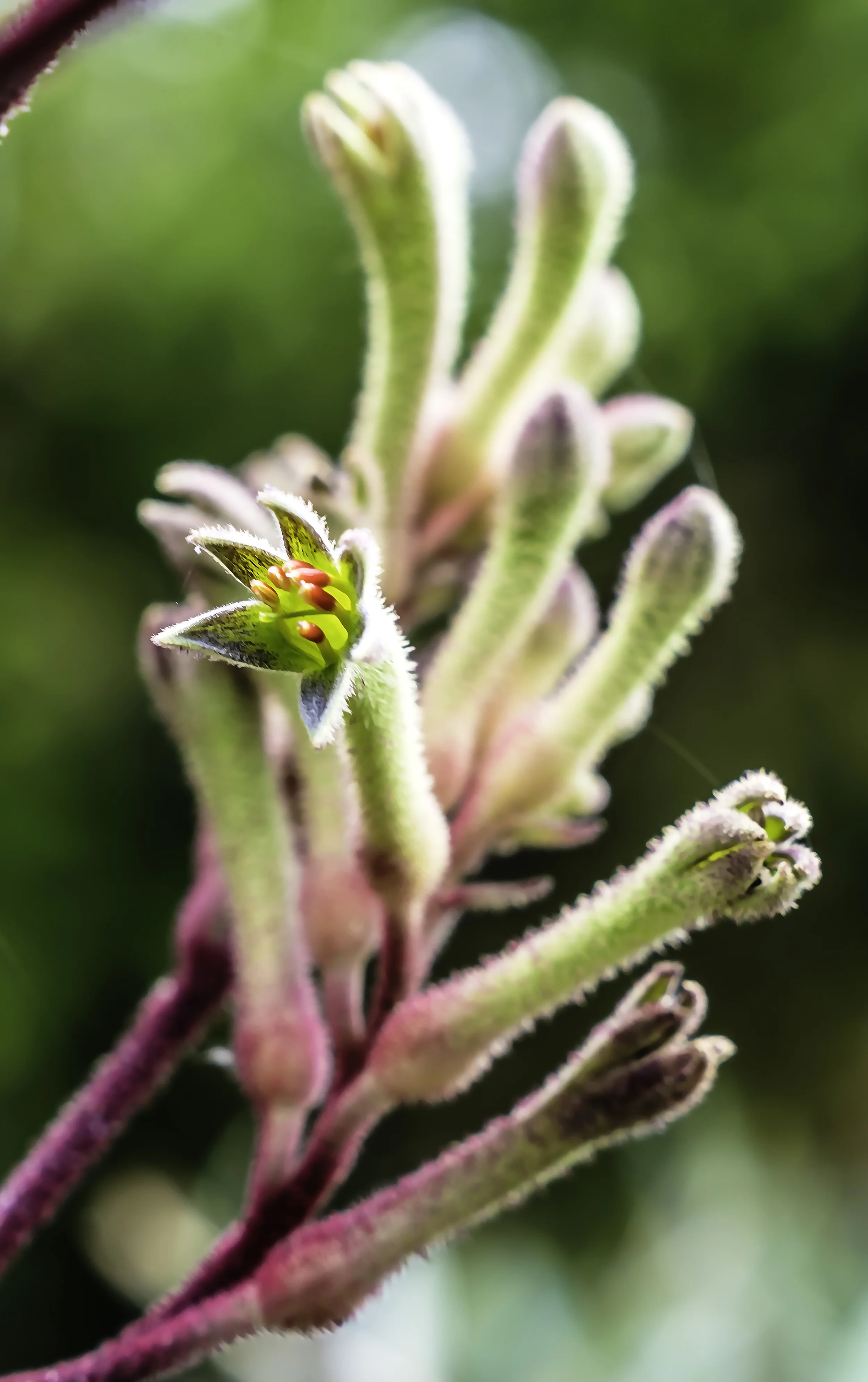 Sci Fi Flower.jpg