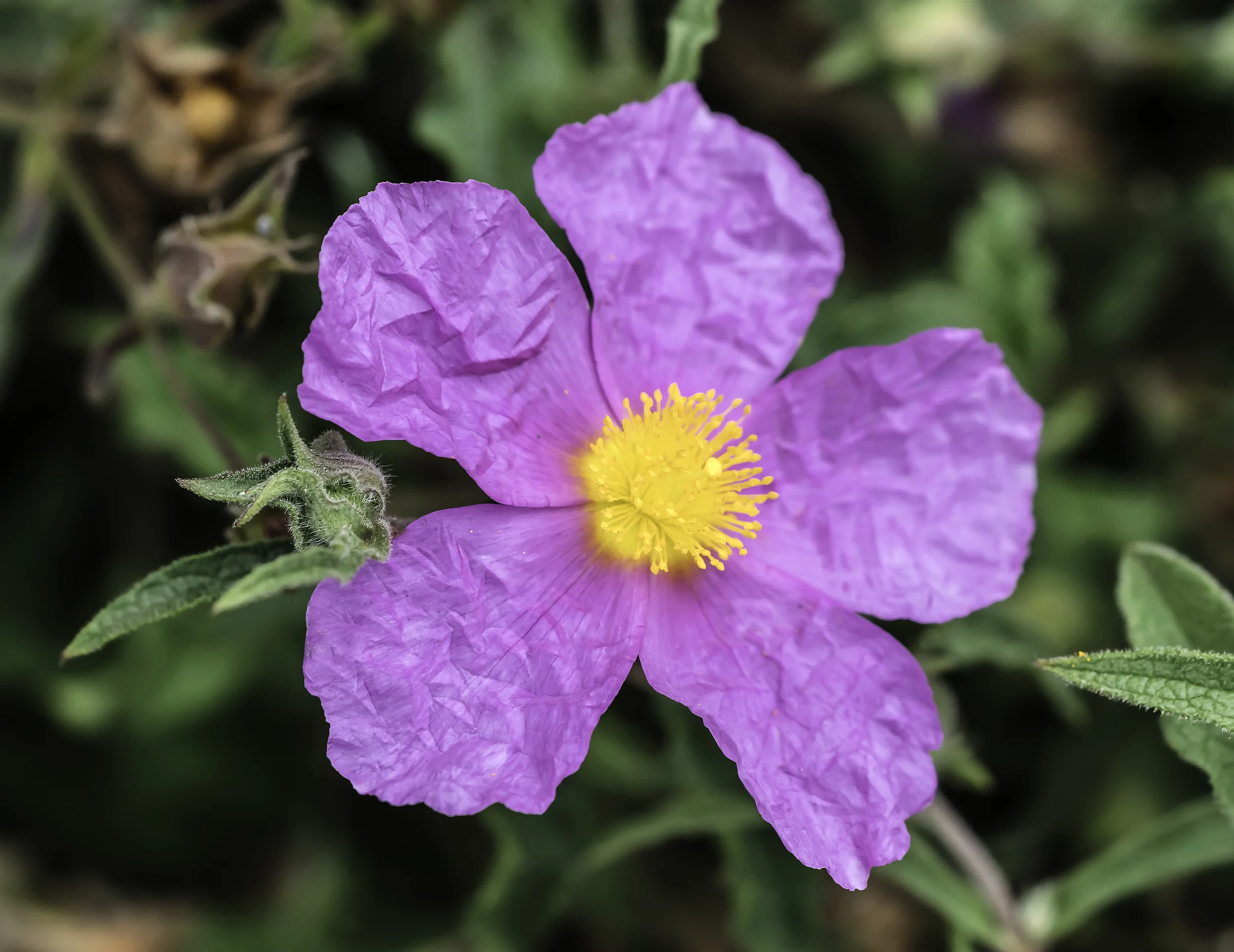 Wrinkled Flower.jpg