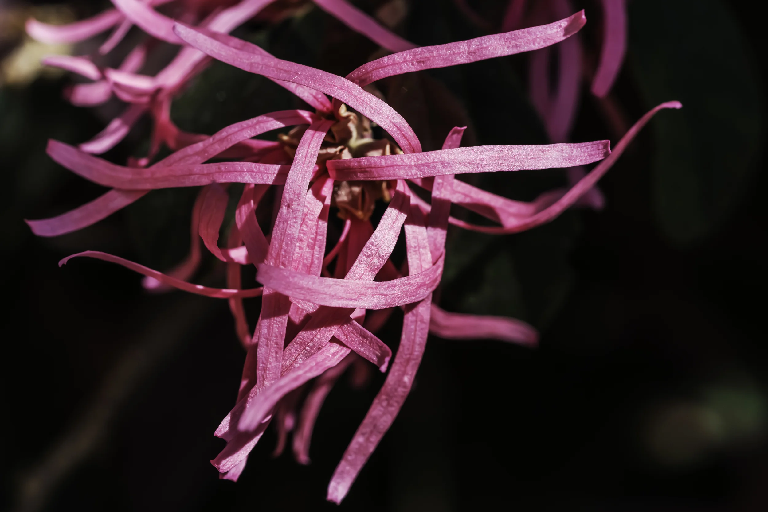 Red Paper Strip Tree flowers.jpg