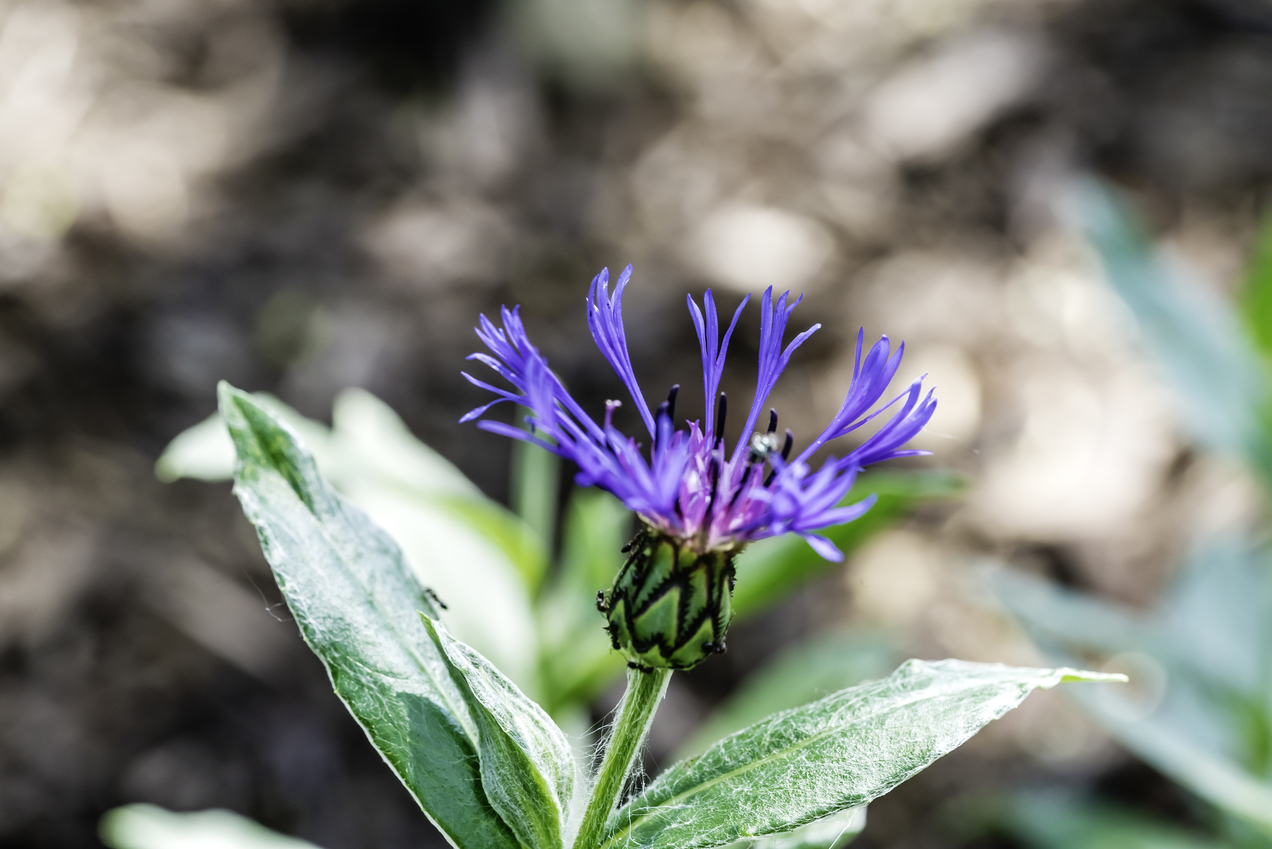 Blue Flower covered with Ants.jpg