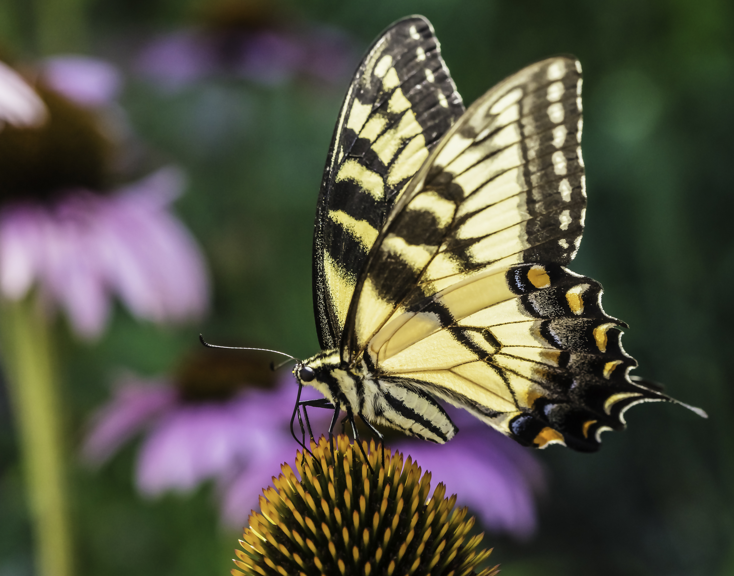 Swallowtail butterfly