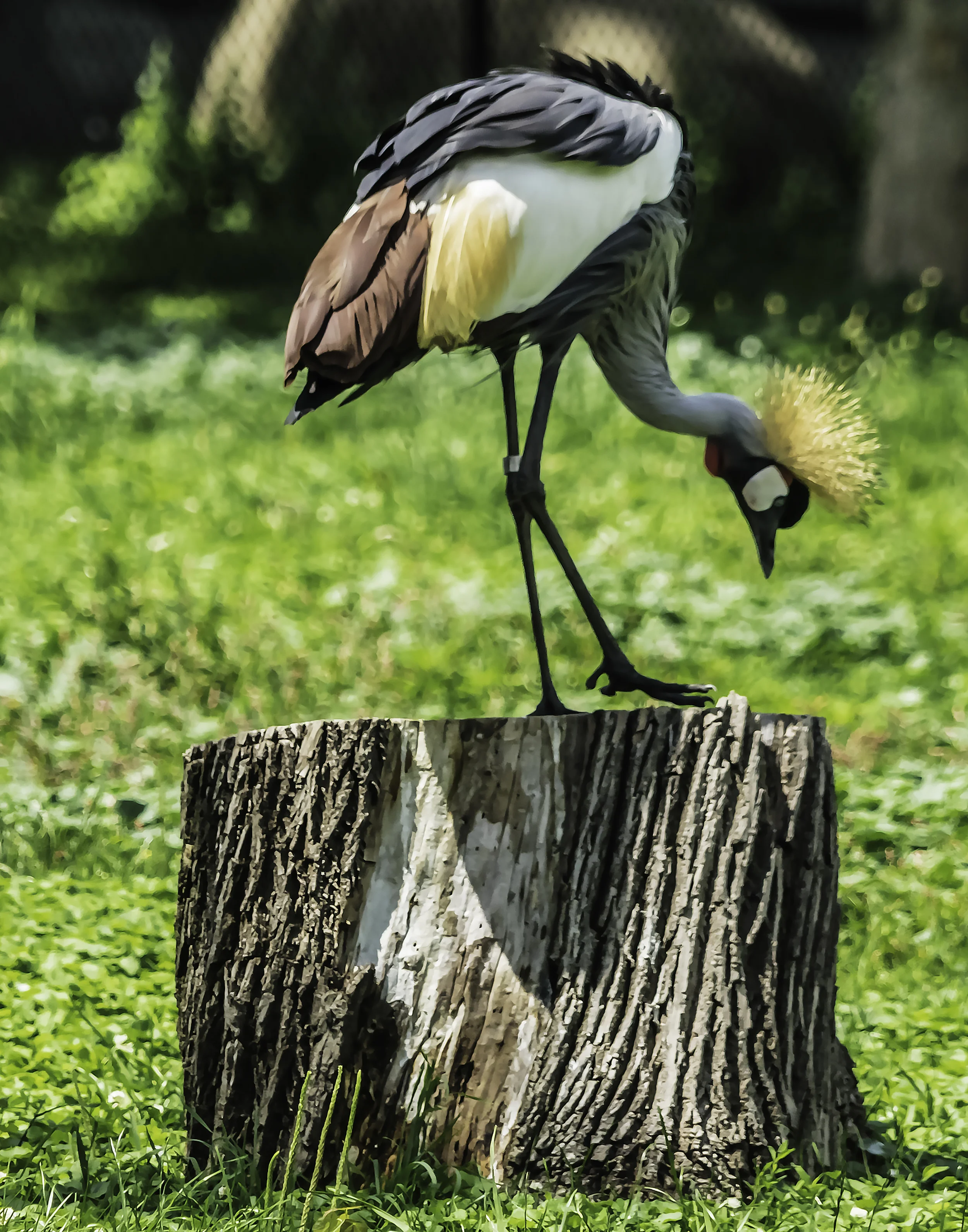 Gray crested Crane