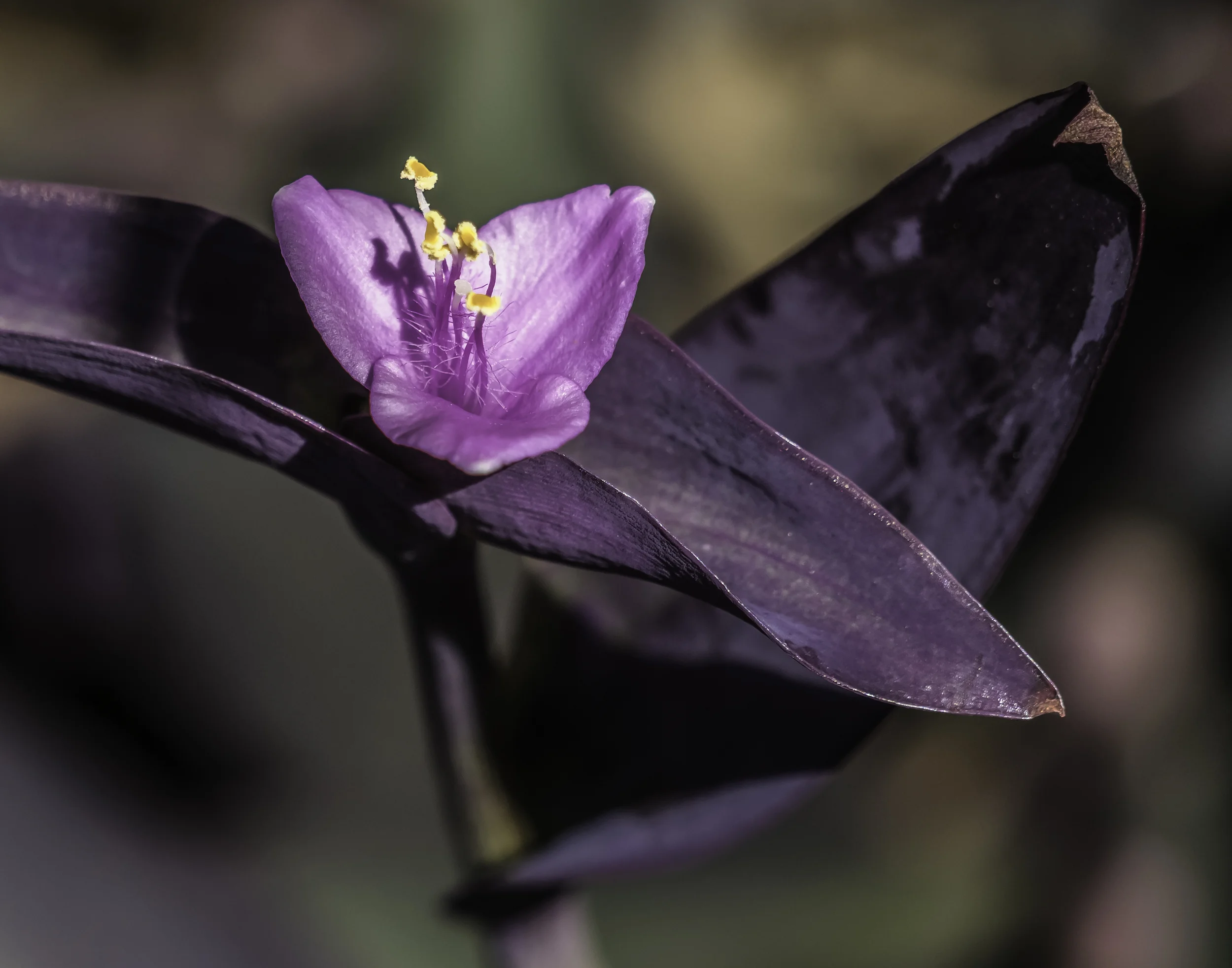 Purple heart