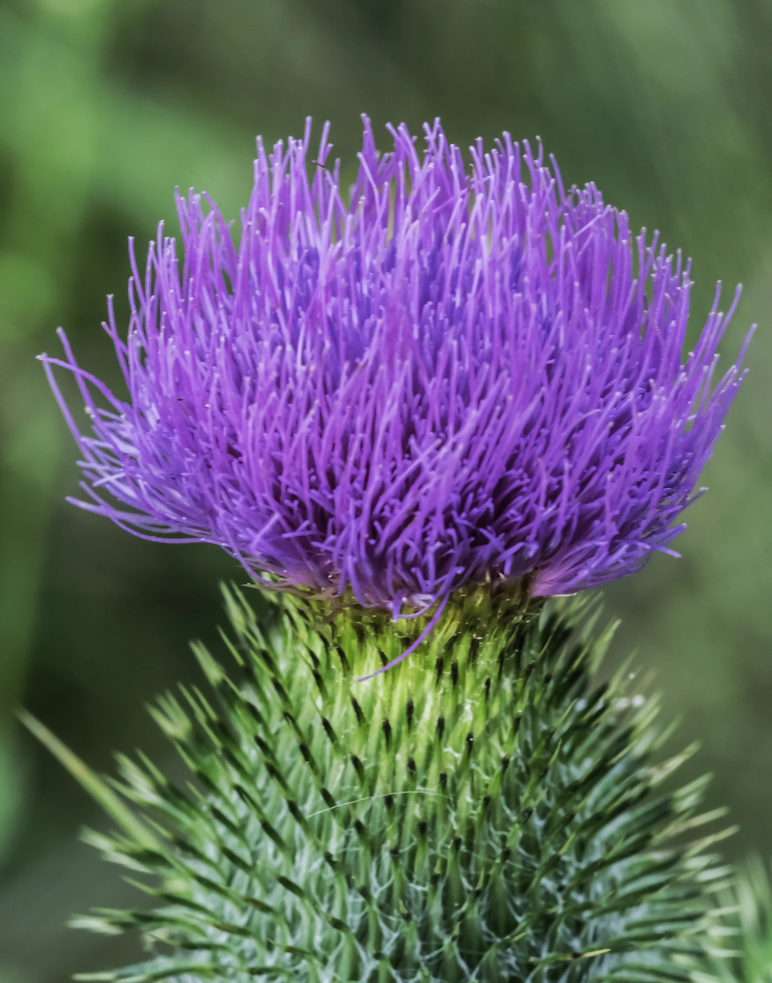 WOW on Thistle.jpg