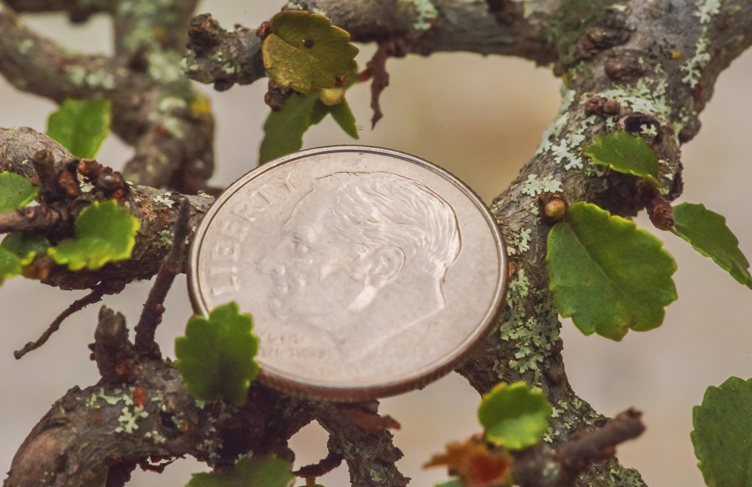 Bonsai Tree, dime for size reference. note lichen