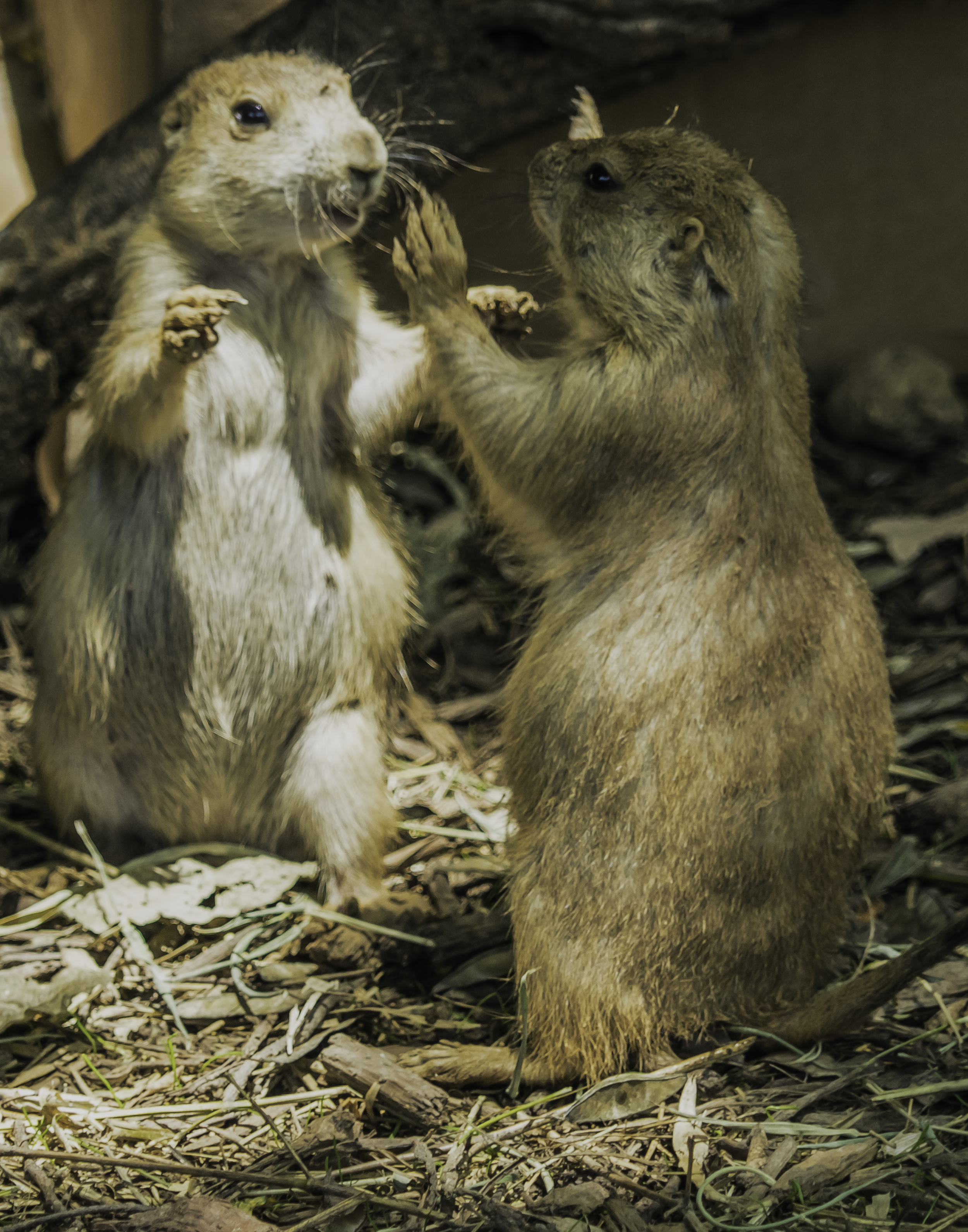 Prairie Dog Patticake
