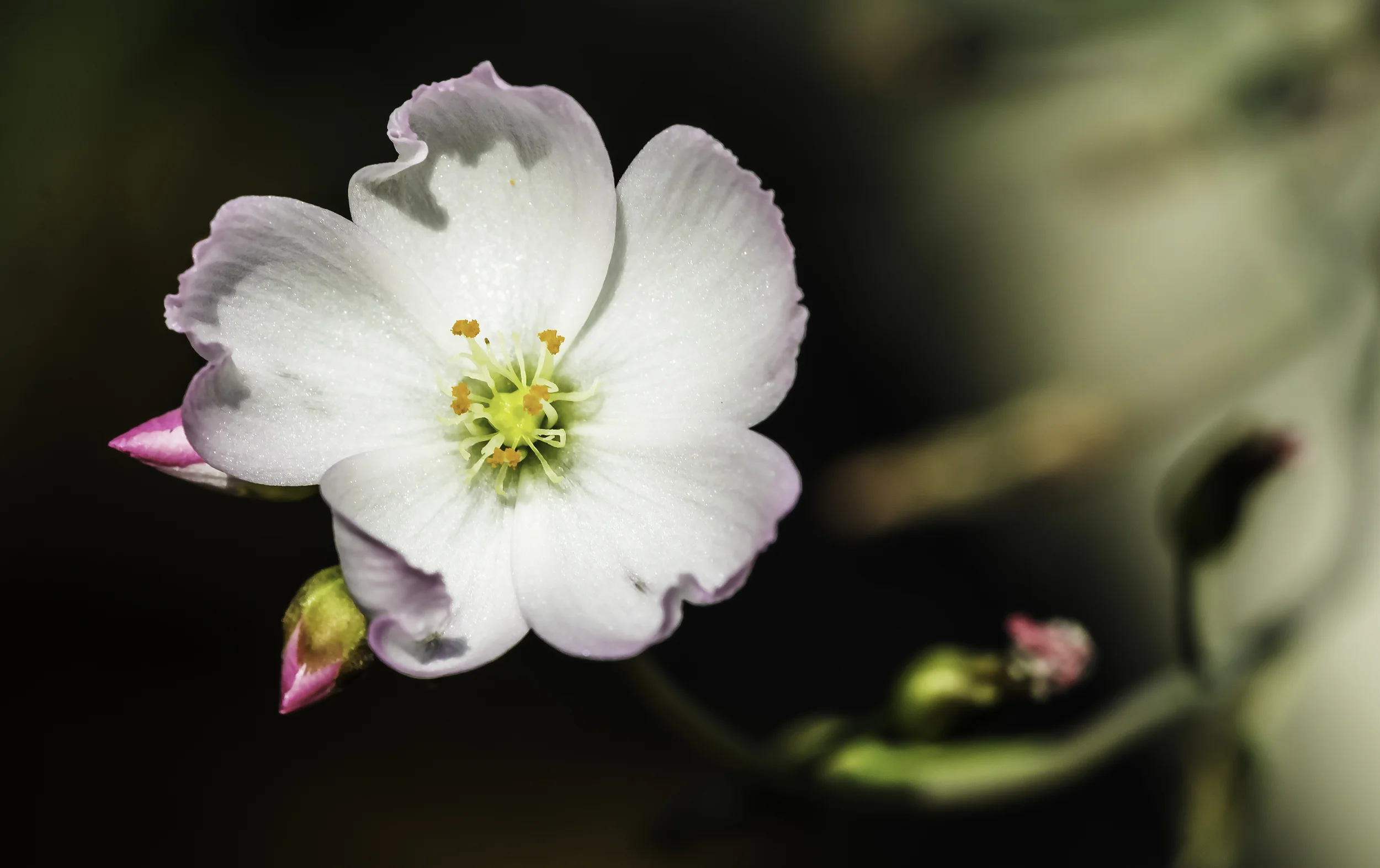carnivorous plant flower