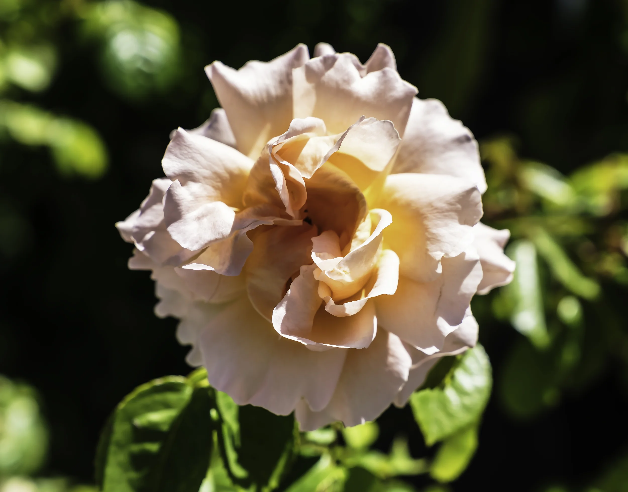 Pink rose