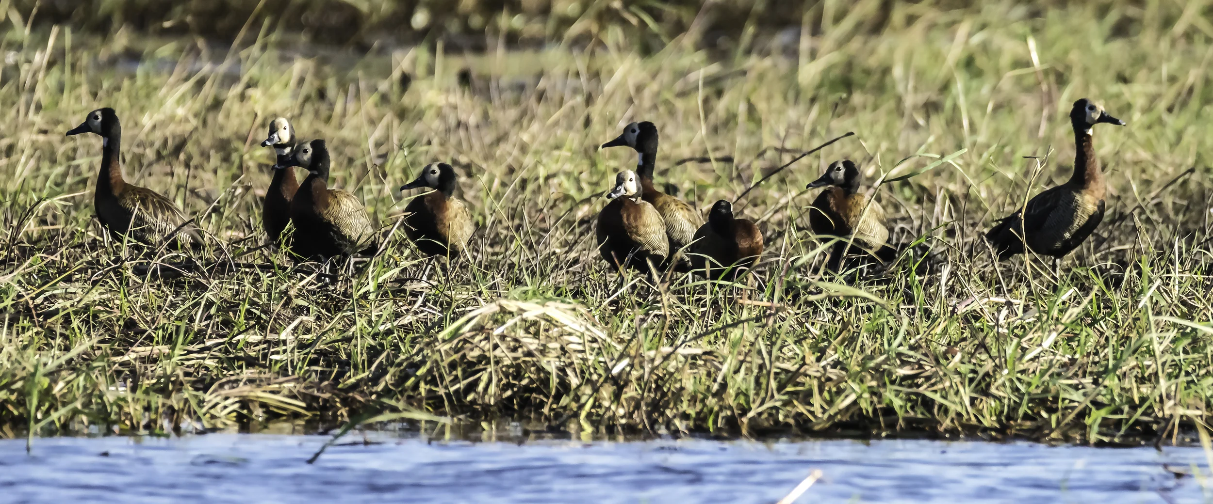 A gaggle of Egyptian Geese