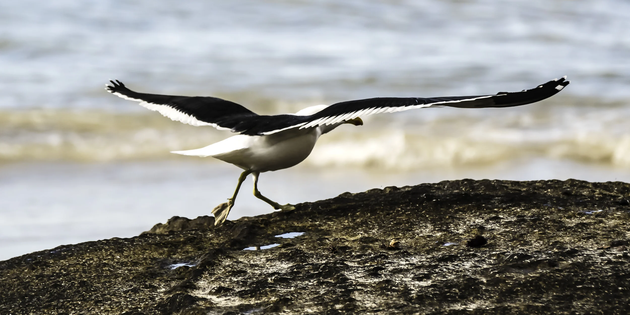 Sea gull taking off, near the Cape of Good Hope, South Africa