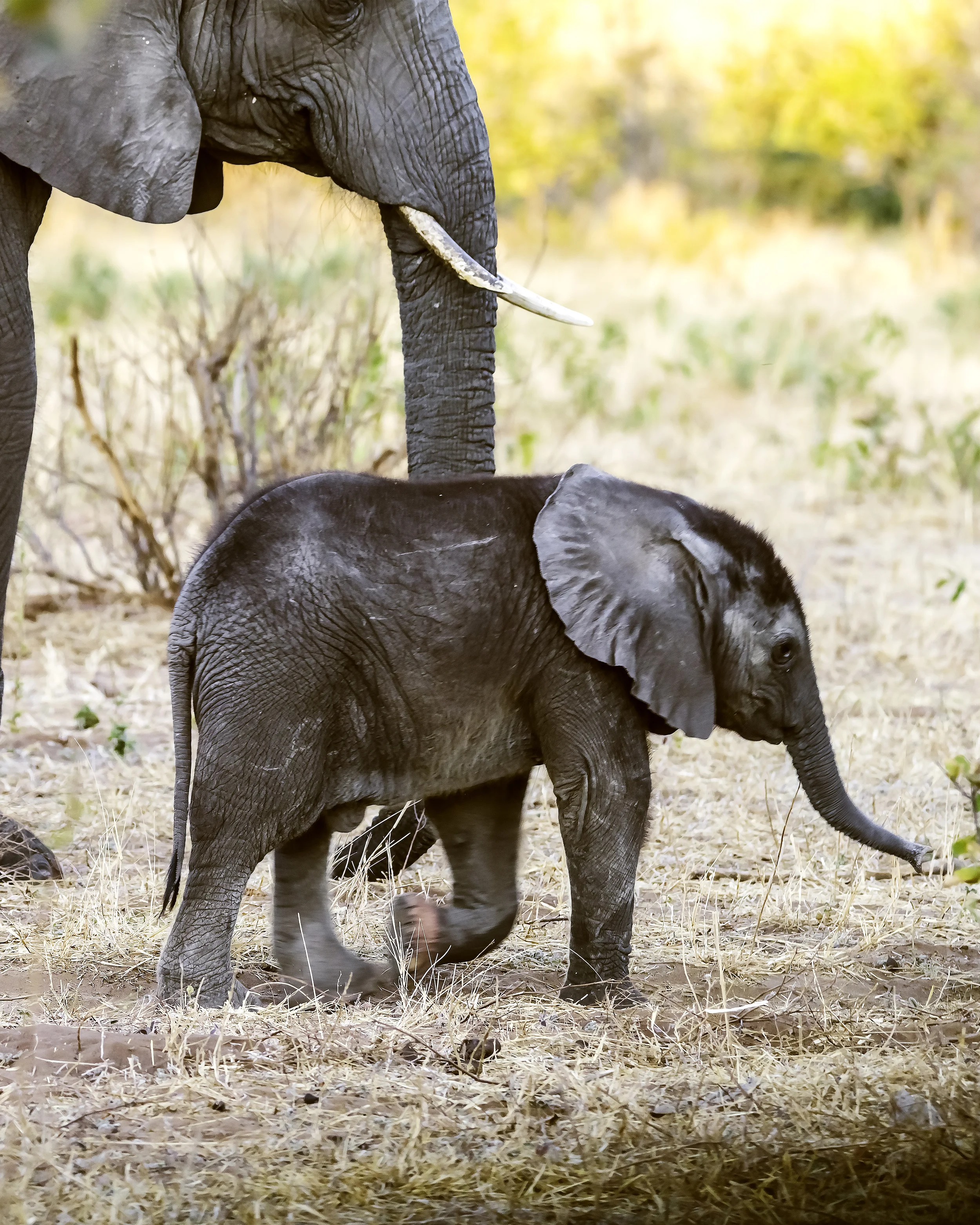 Mama and baby Elephant