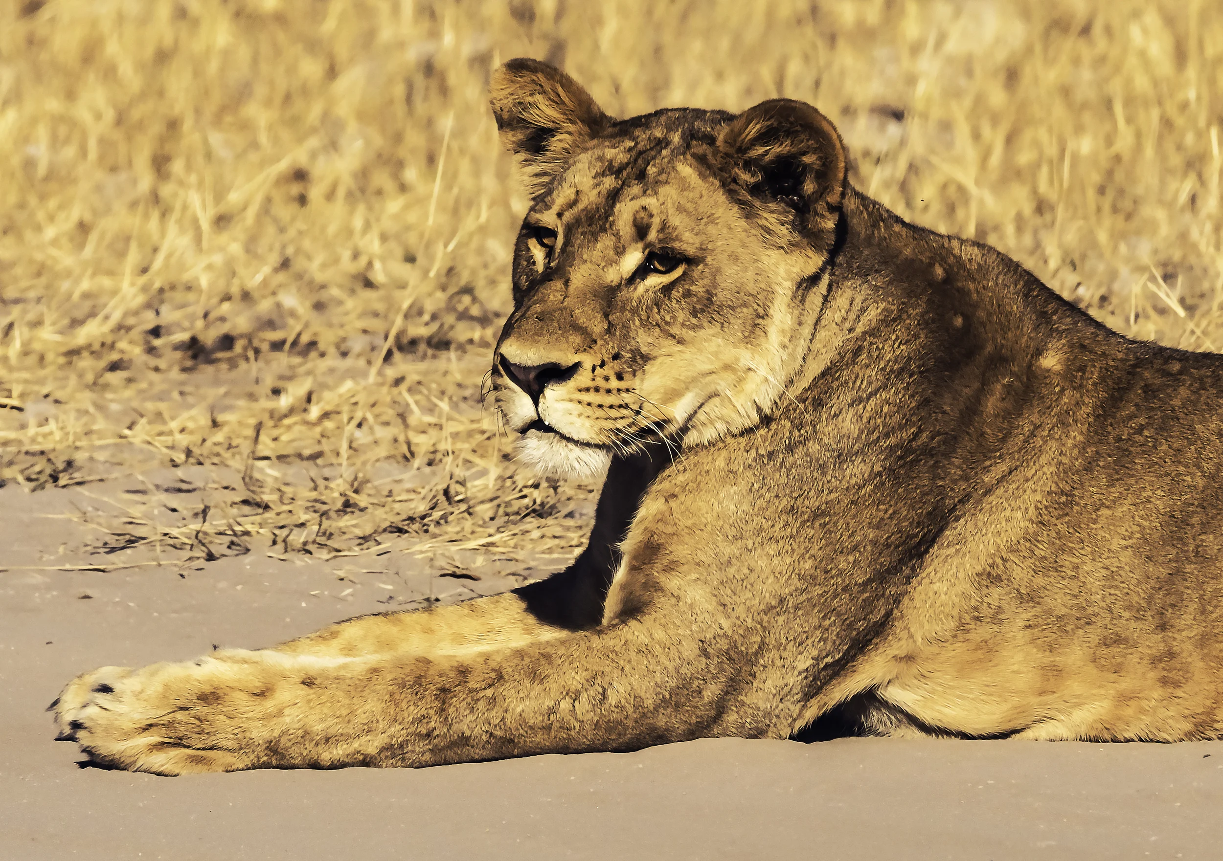 Resting Lioness