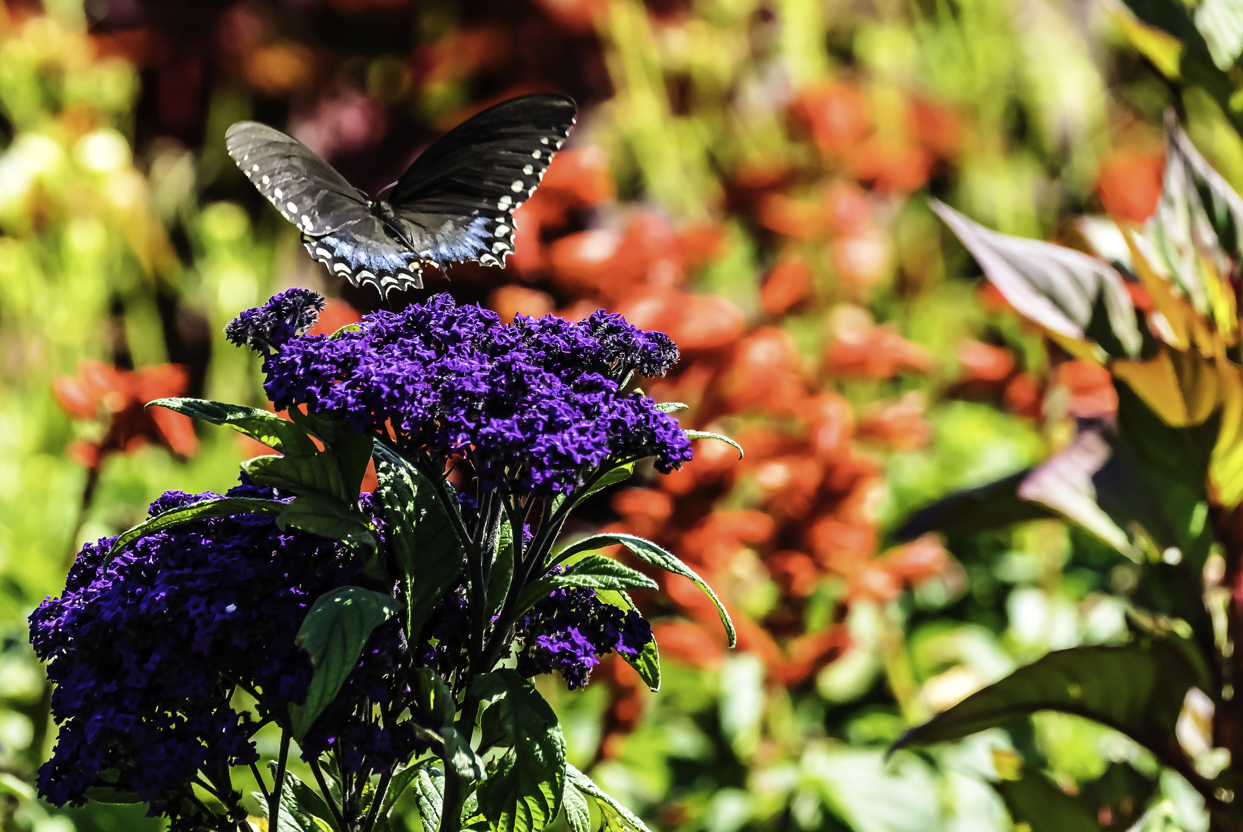 Black swallowtail