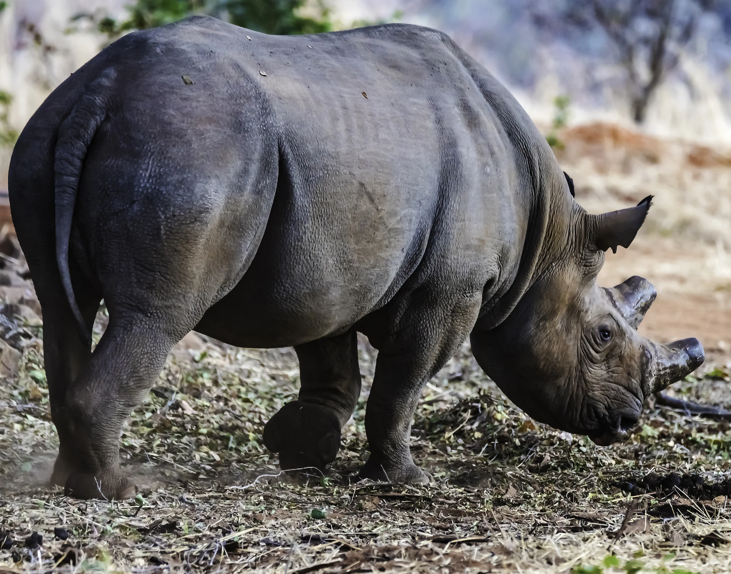 Black rhino, Botswana