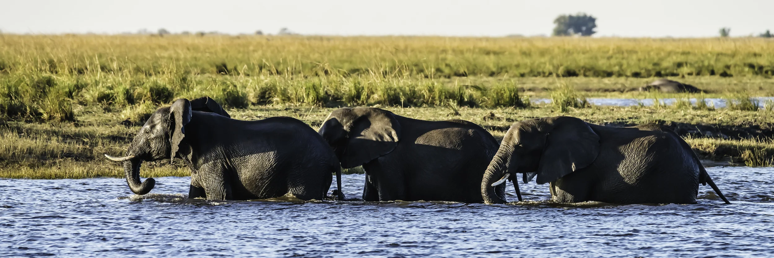 Elephants cross the Chobe river to get better munchees
