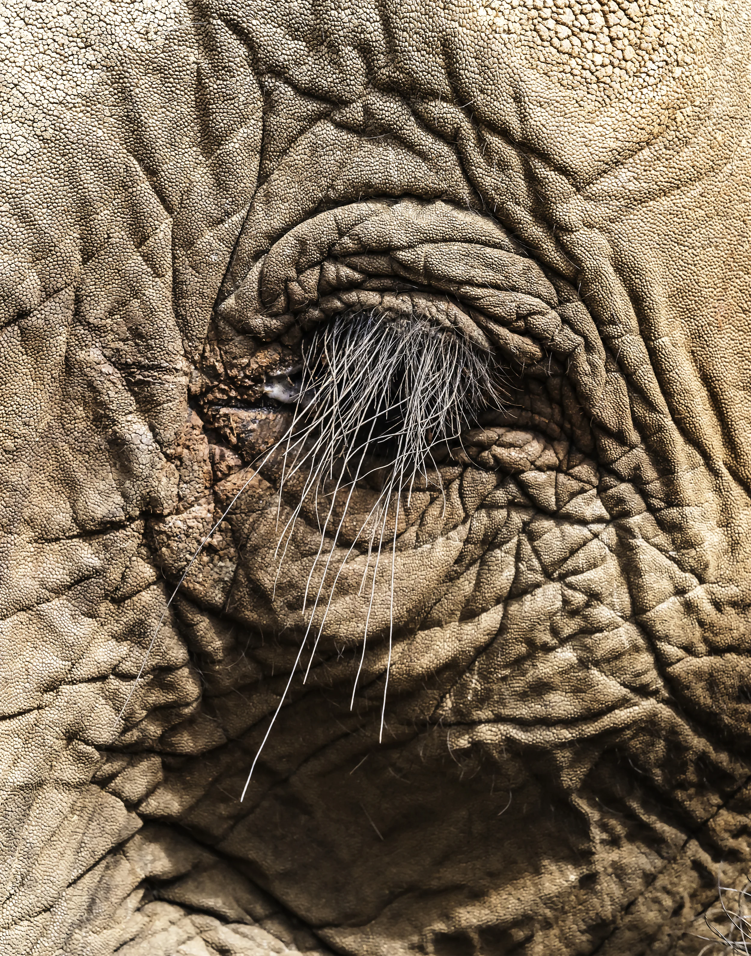 11x14 Elephant eye.jpg