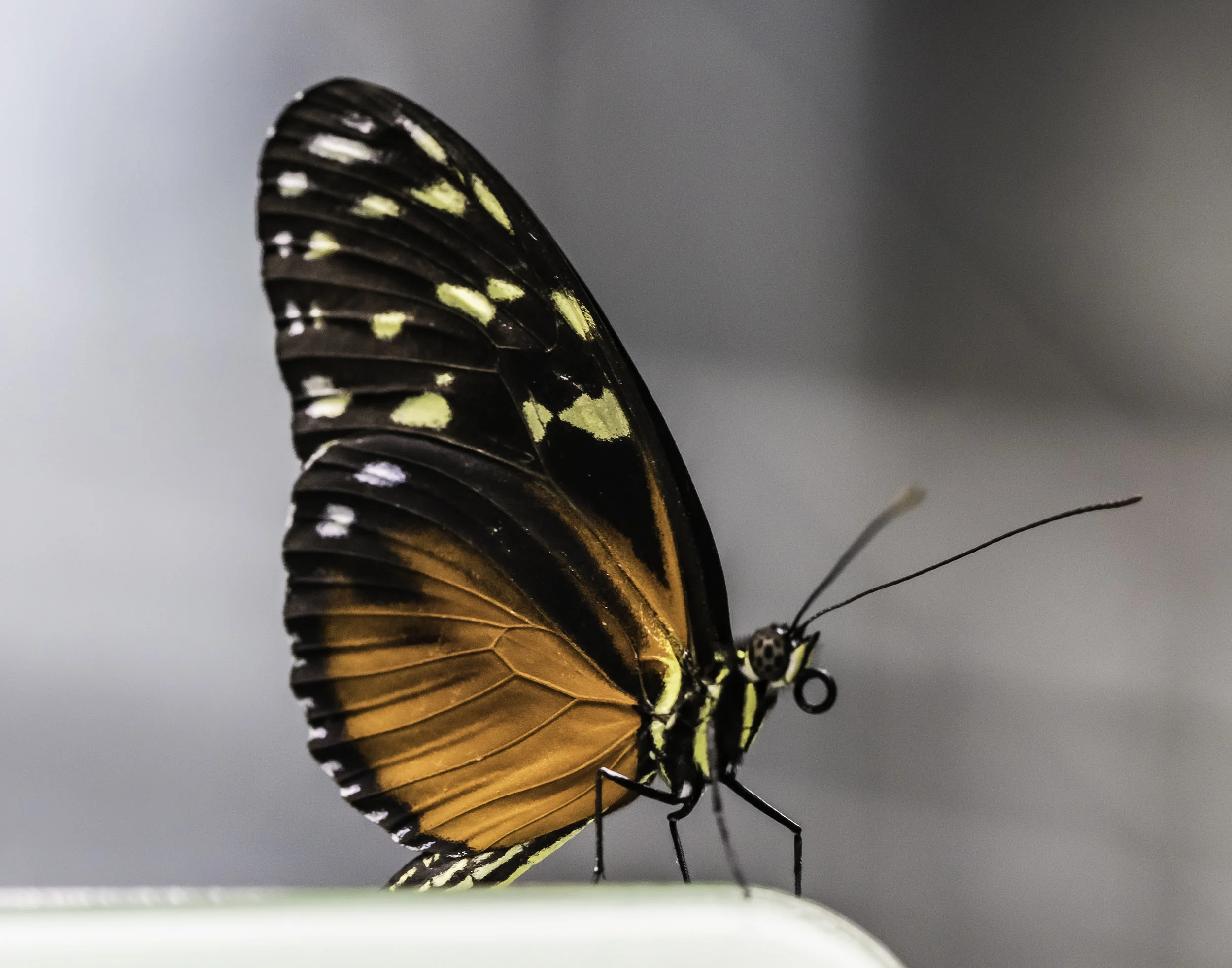 Butterfly at the California Academy of Sciences