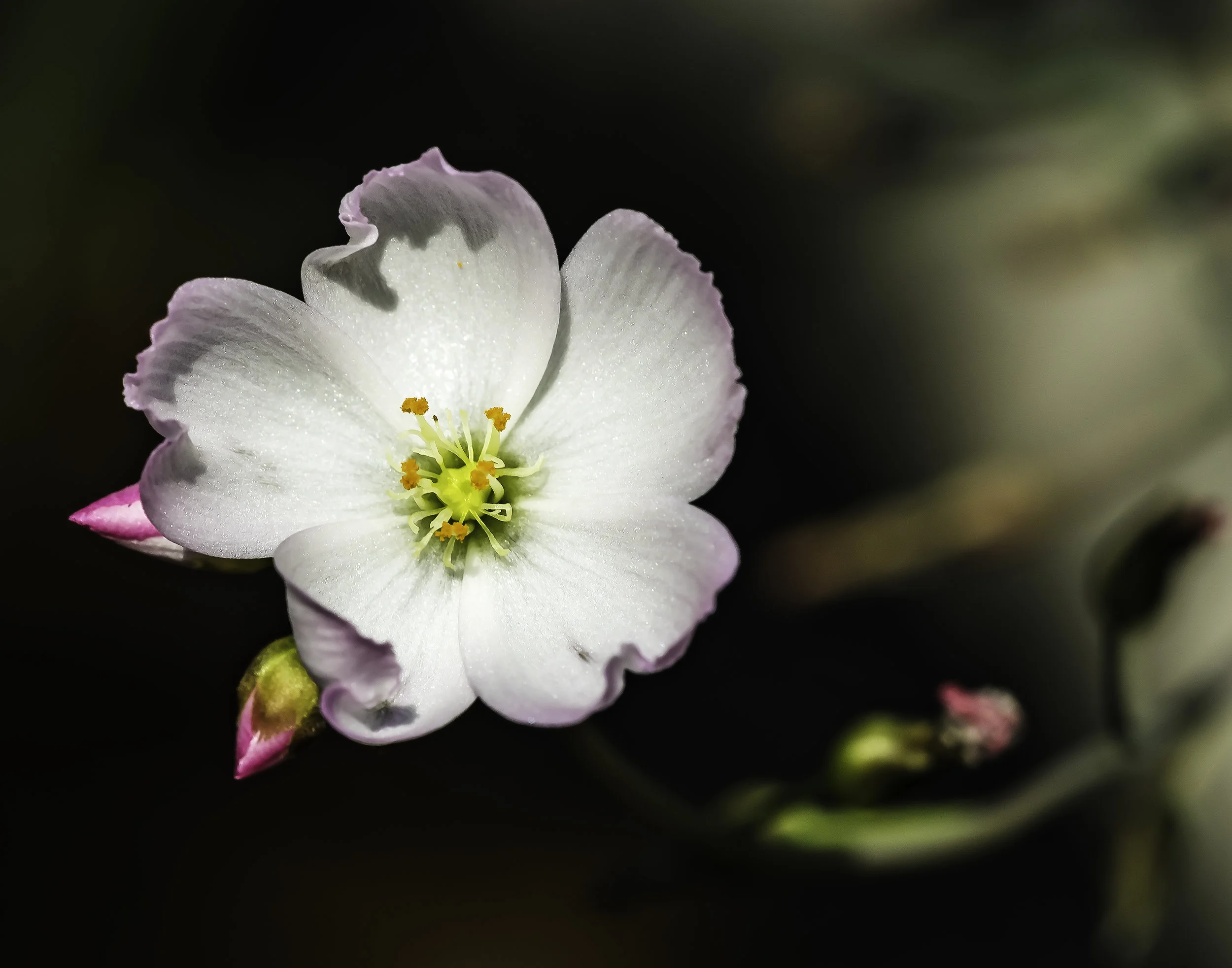 Flower on a Dark Background